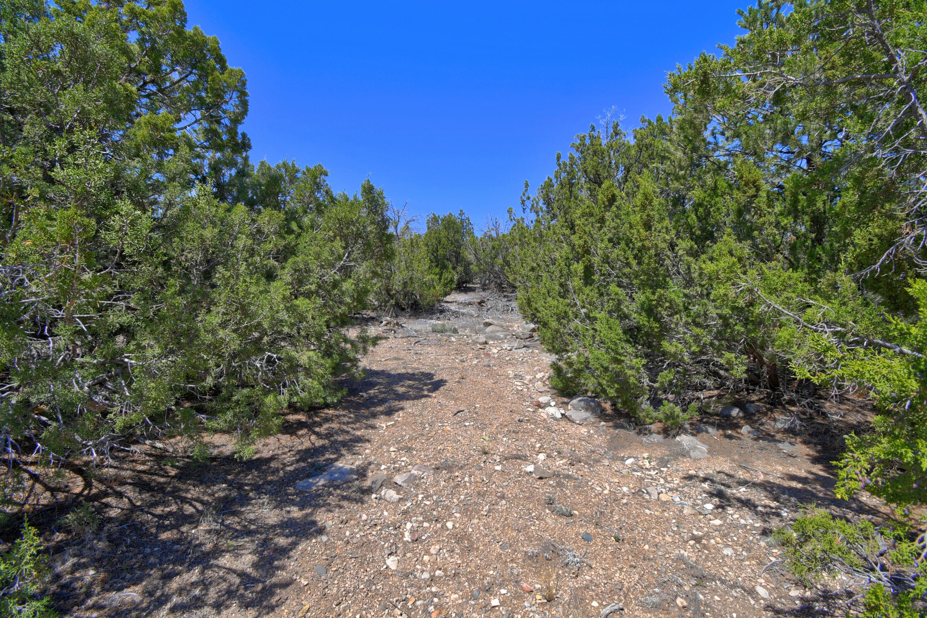 Lot 79 San Pedro Creek Estates, Sandia Park, New Mexico image 23