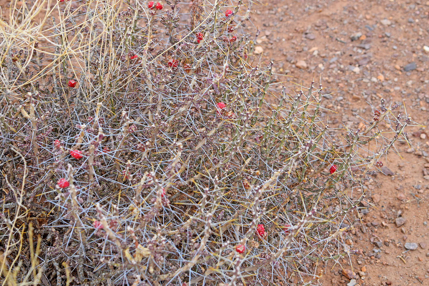 Lot 73 Bosque Trail, San Antonio, New Mexico image 37