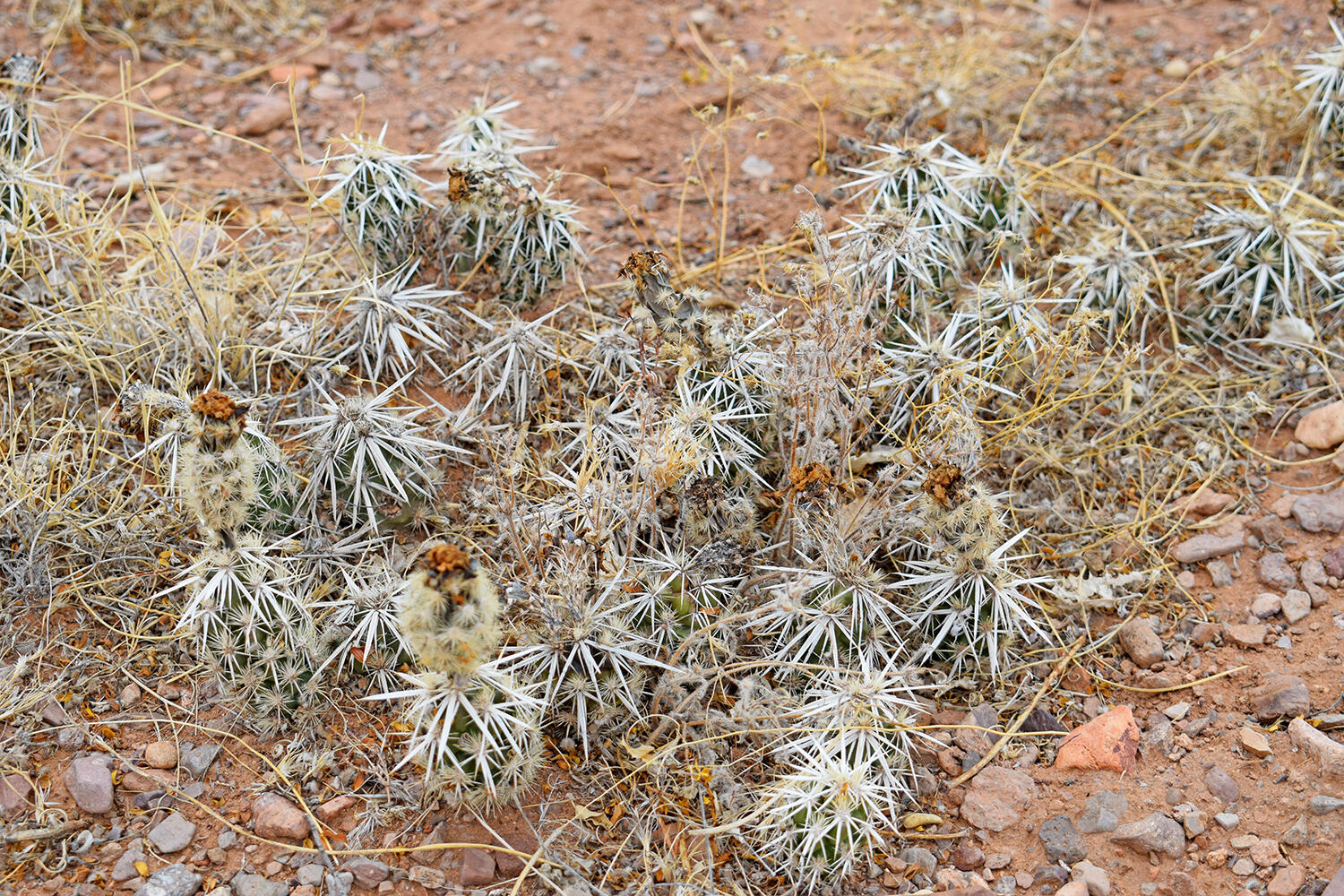 Lot 73 Bosque Trail, San Antonio, New Mexico image 11