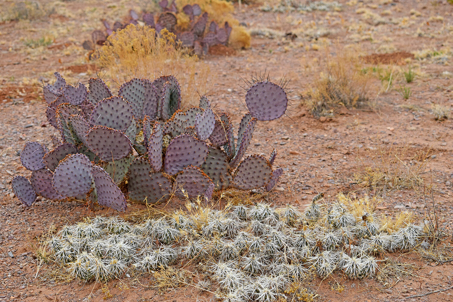 Lot 73 Bosque Trail, San Antonio, New Mexico image 12