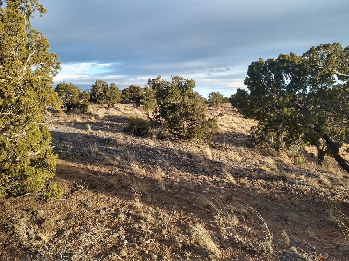 Tract 7 Bridle Path Loop, Mountainair, New Mexico image 9