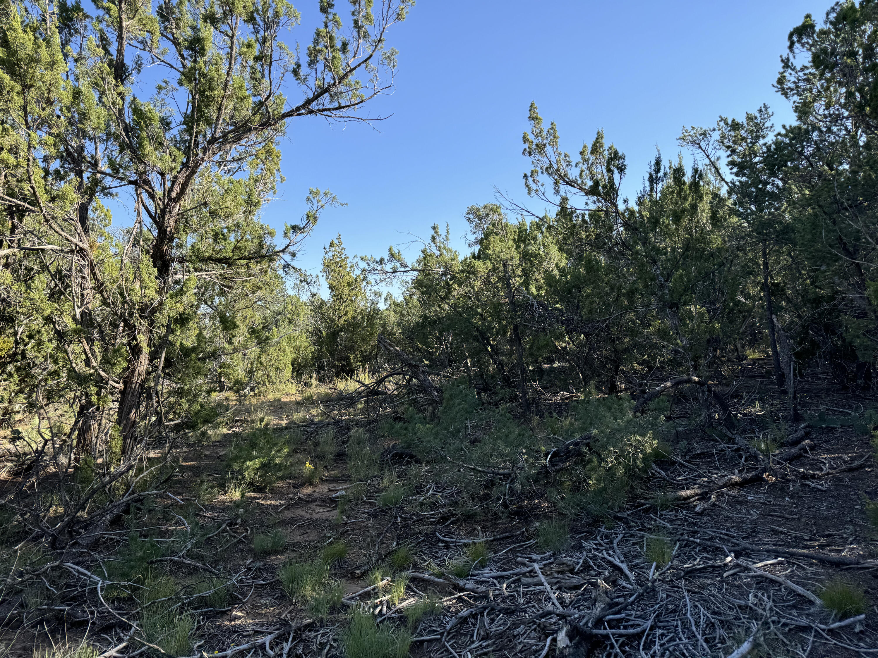 12 Belle Starr Road, Edgewood, New Mexico image 10