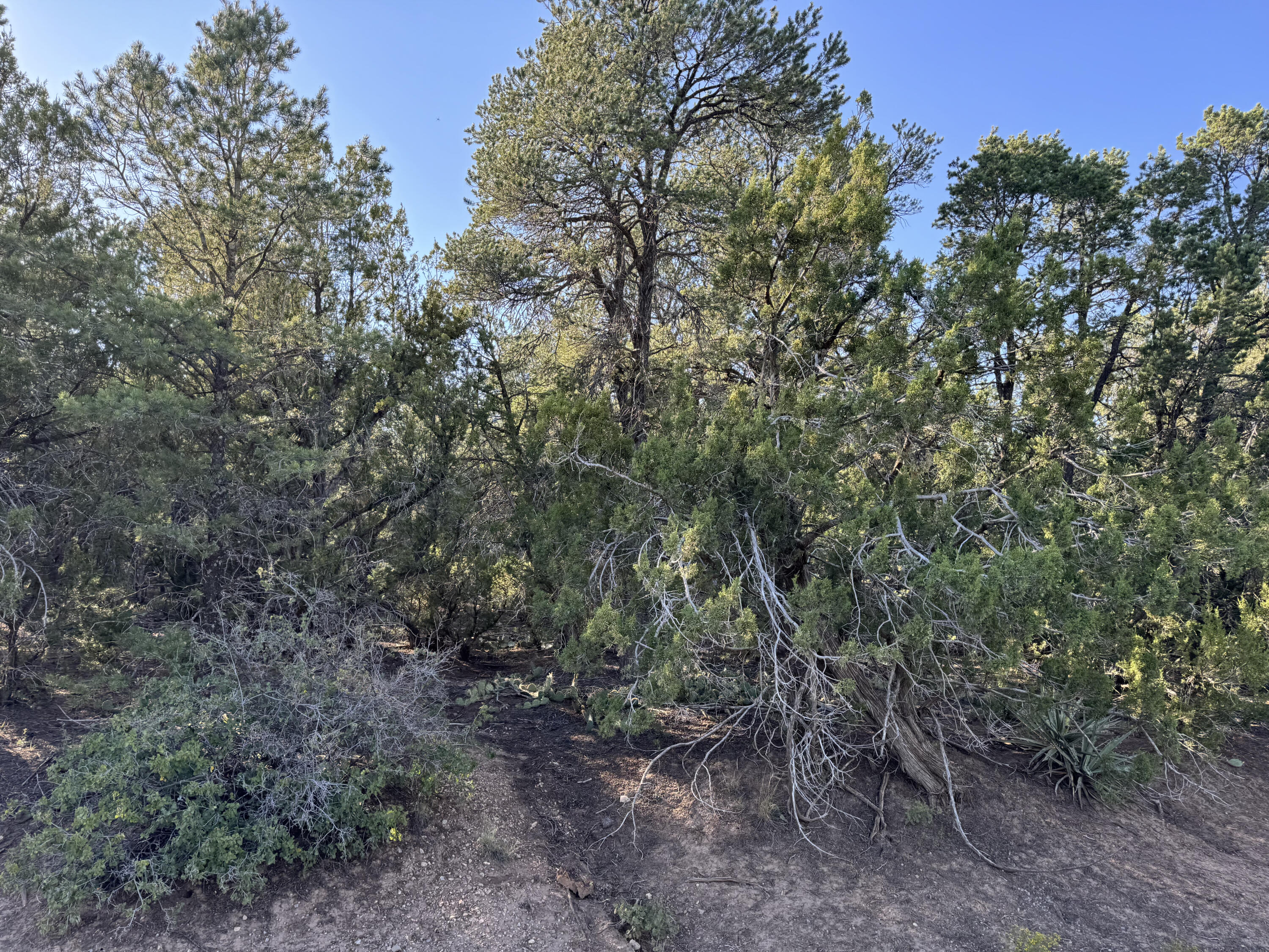 12 Belle Starr Road, Edgewood, New Mexico image 34