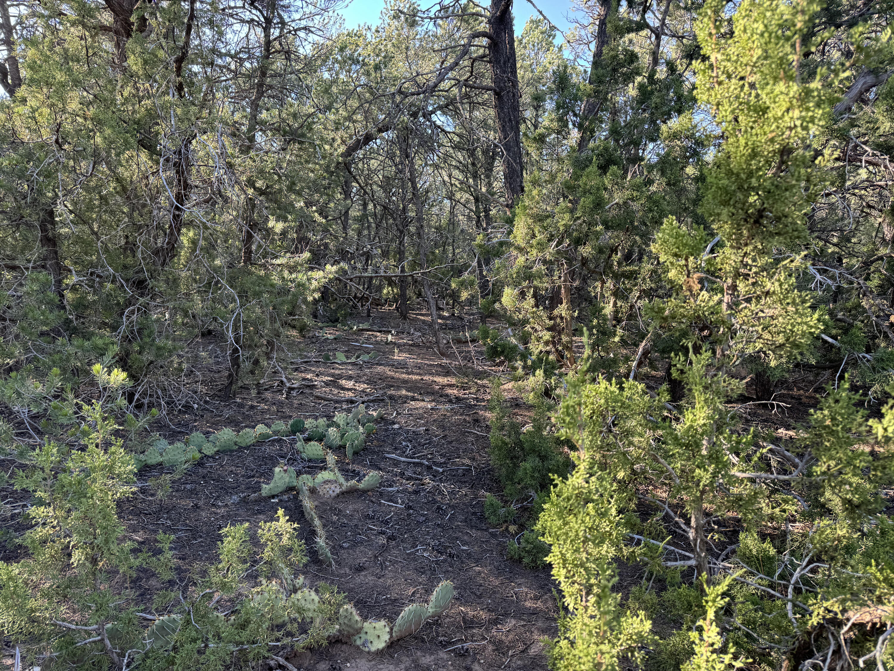 12 Belle Starr Road, Edgewood, New Mexico image 37