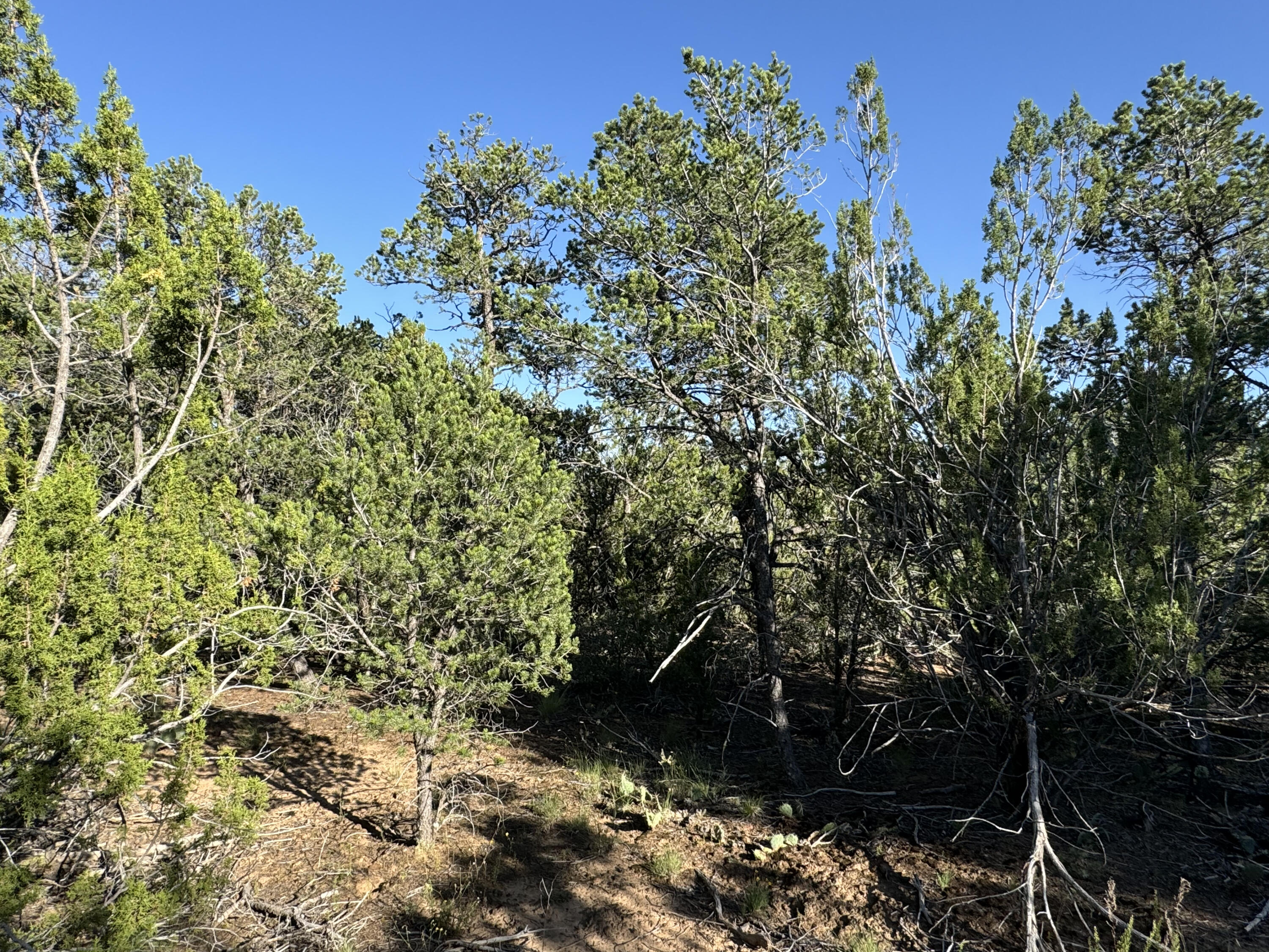 12 Belle Starr Road, Edgewood, New Mexico image 12