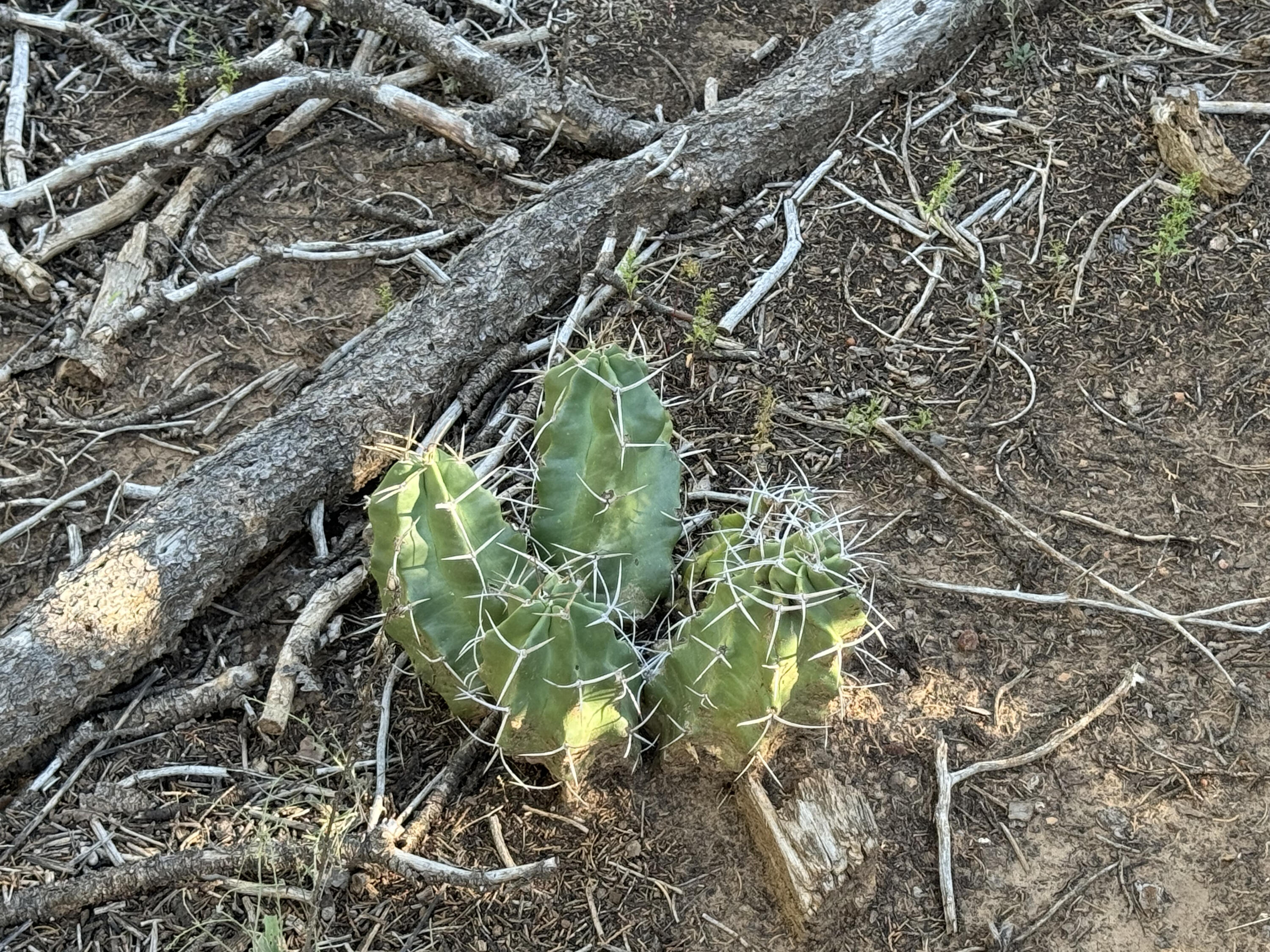 12 Belle Starr Road, Edgewood, New Mexico image 14