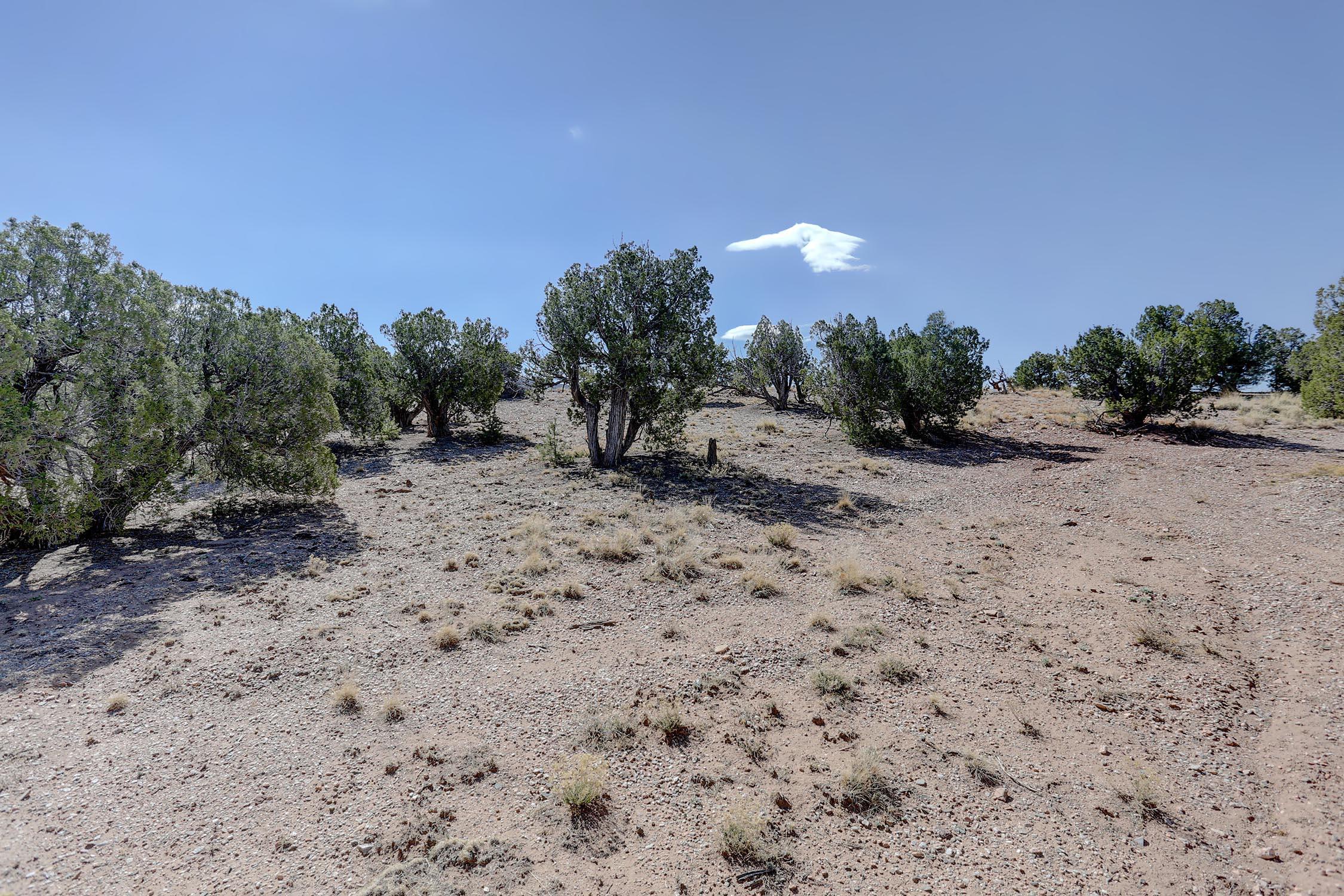 Gold Mine Trail, Sandia Park, New Mexico image 36