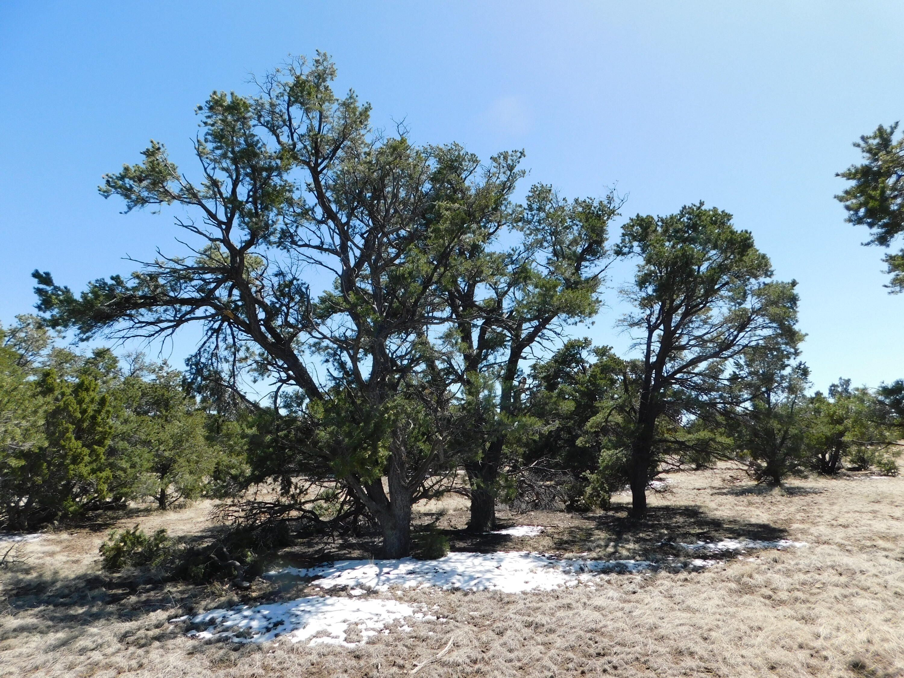 Lot 26 Spring Canyon Circle, Quemado, New Mexico image 12