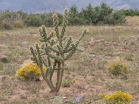 Vacant Land For Sale - VL Willow Springs Ranch Lot 2-6<br/> San Antonio, NM 87832