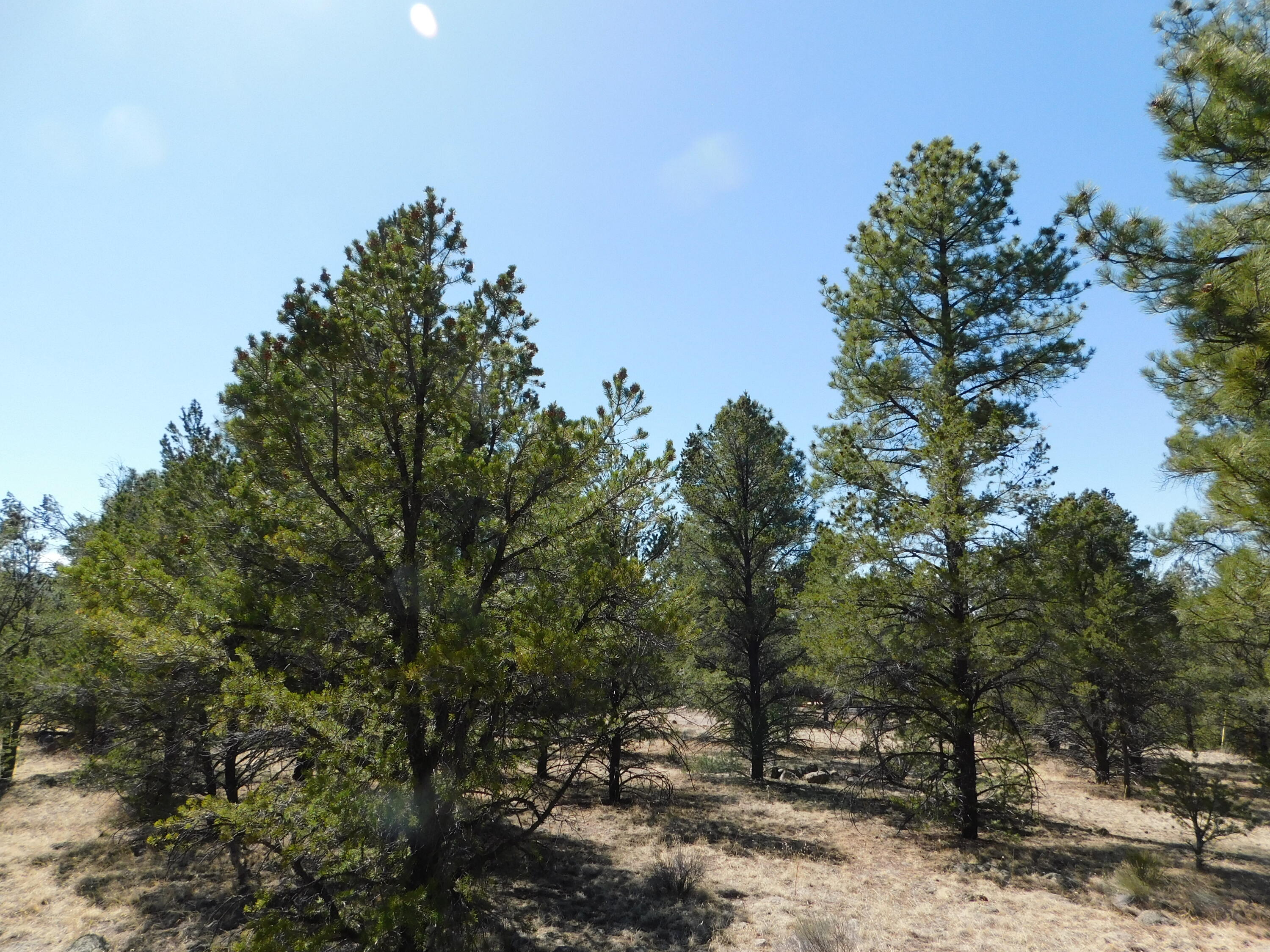 A 9 & 11A Lakeview Drive, Quemado, New Mexico image 16