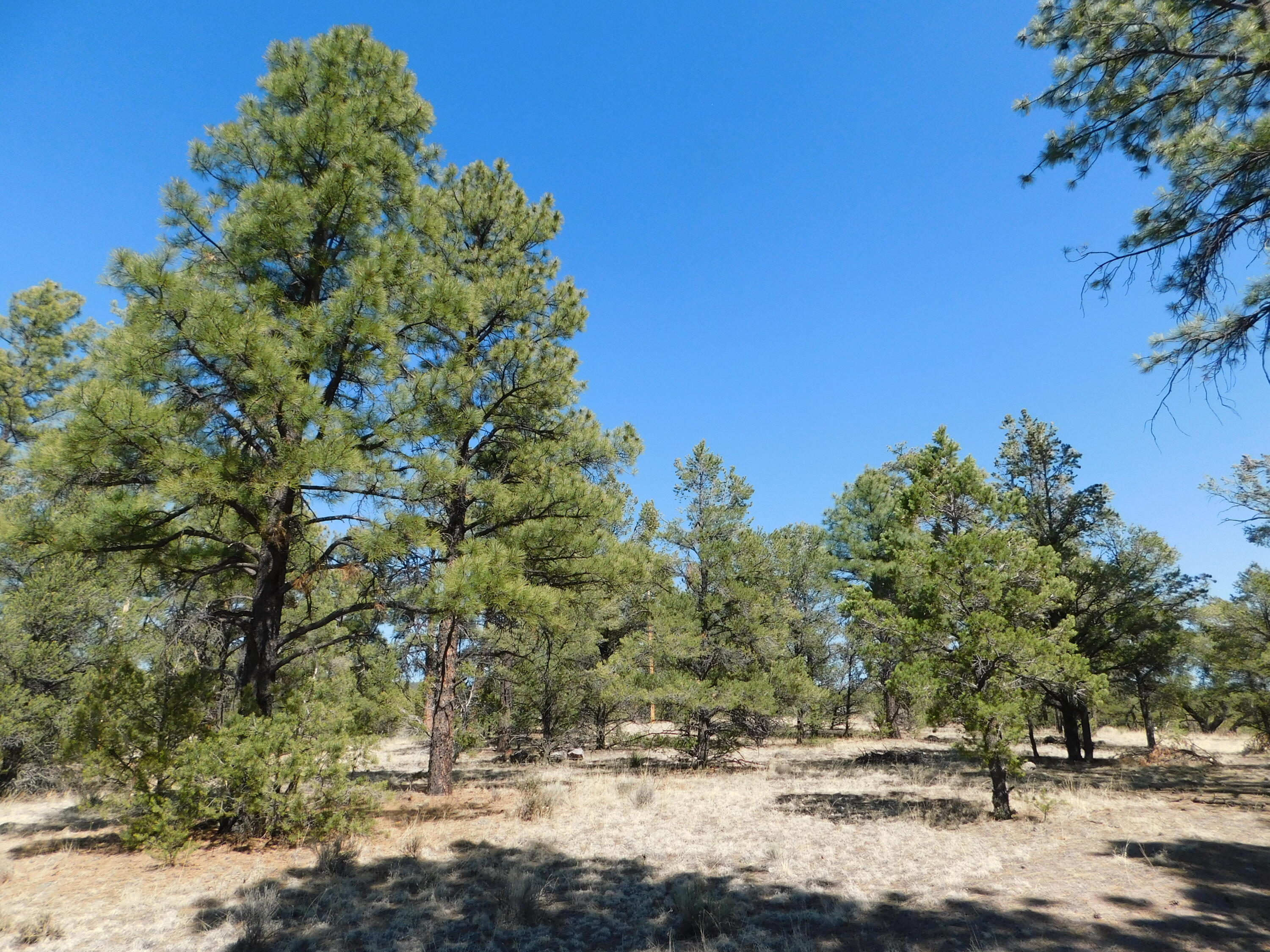 A 9 & 11A Lakeview Drive, Quemado, New Mexico image 12