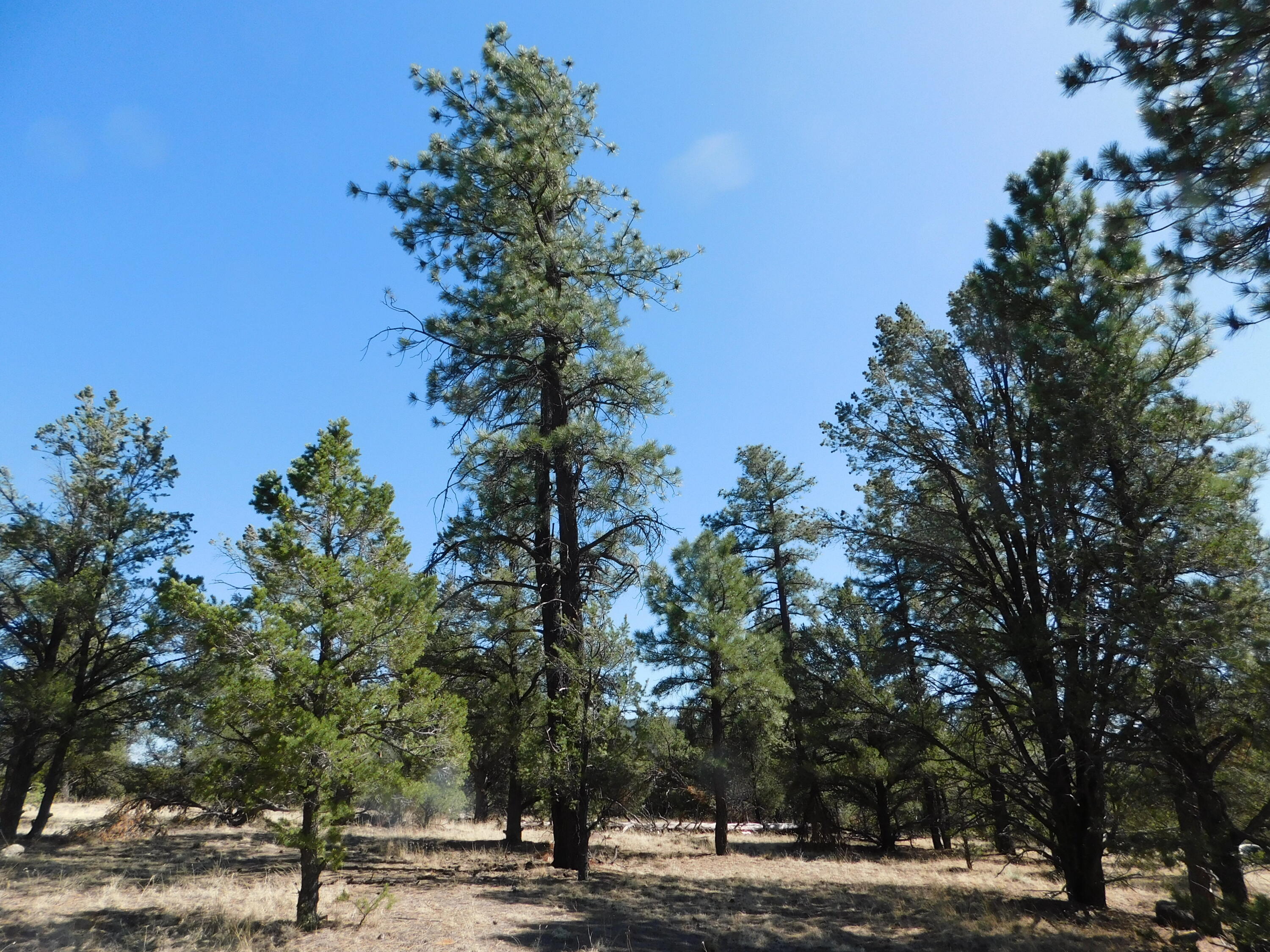 A 9 & 11A Lakeview Drive, Quemado, New Mexico image 13