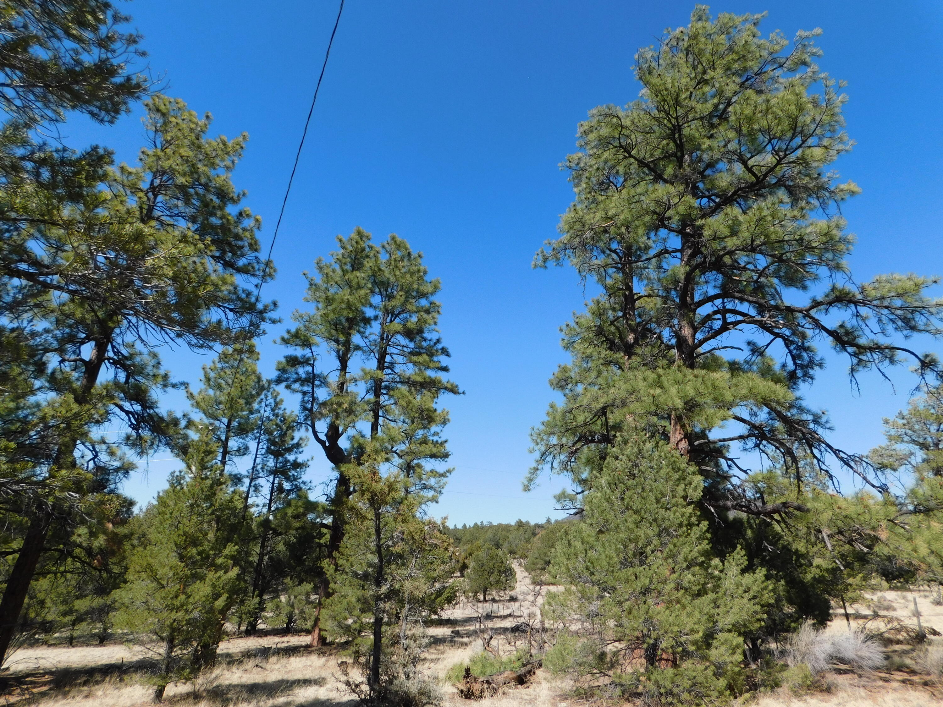 A 9 & 11A Lakeview Drive, Quemado, New Mexico image 15