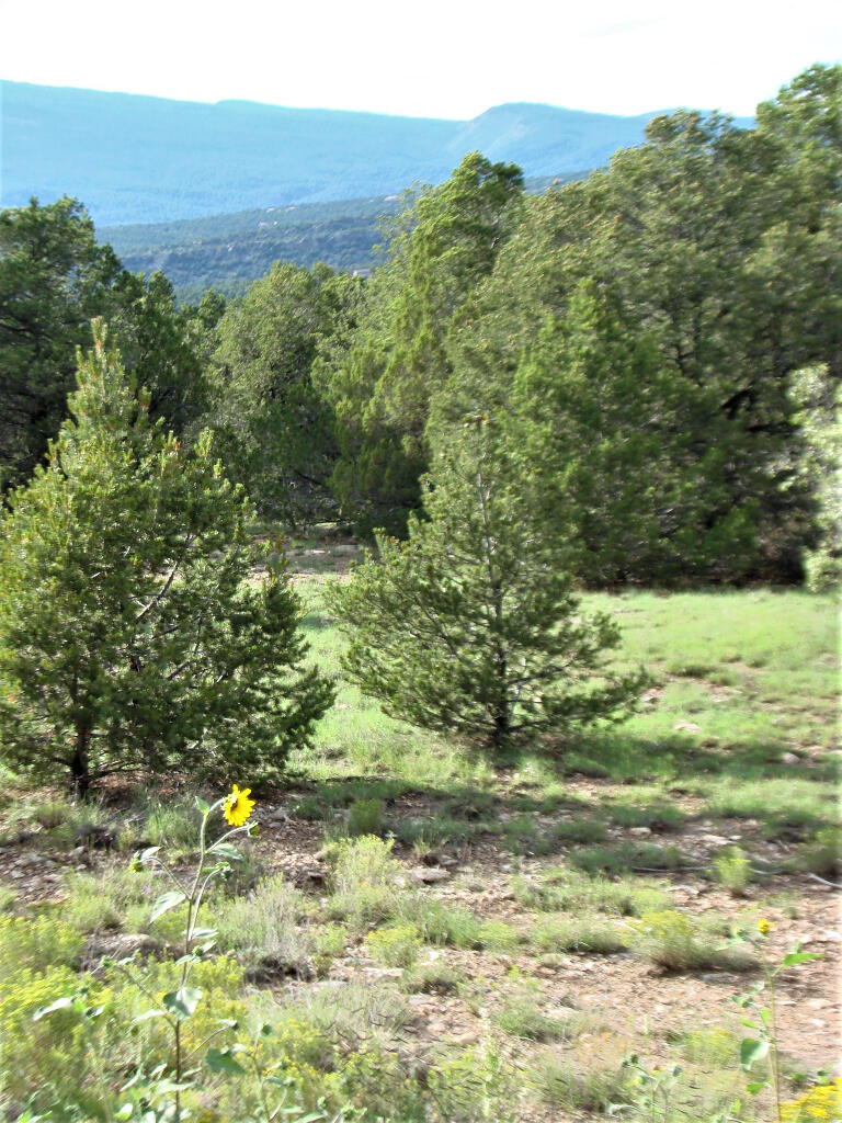 Lot 28 Rancho Rio Grande West #12, Belen, New Mexico image 4