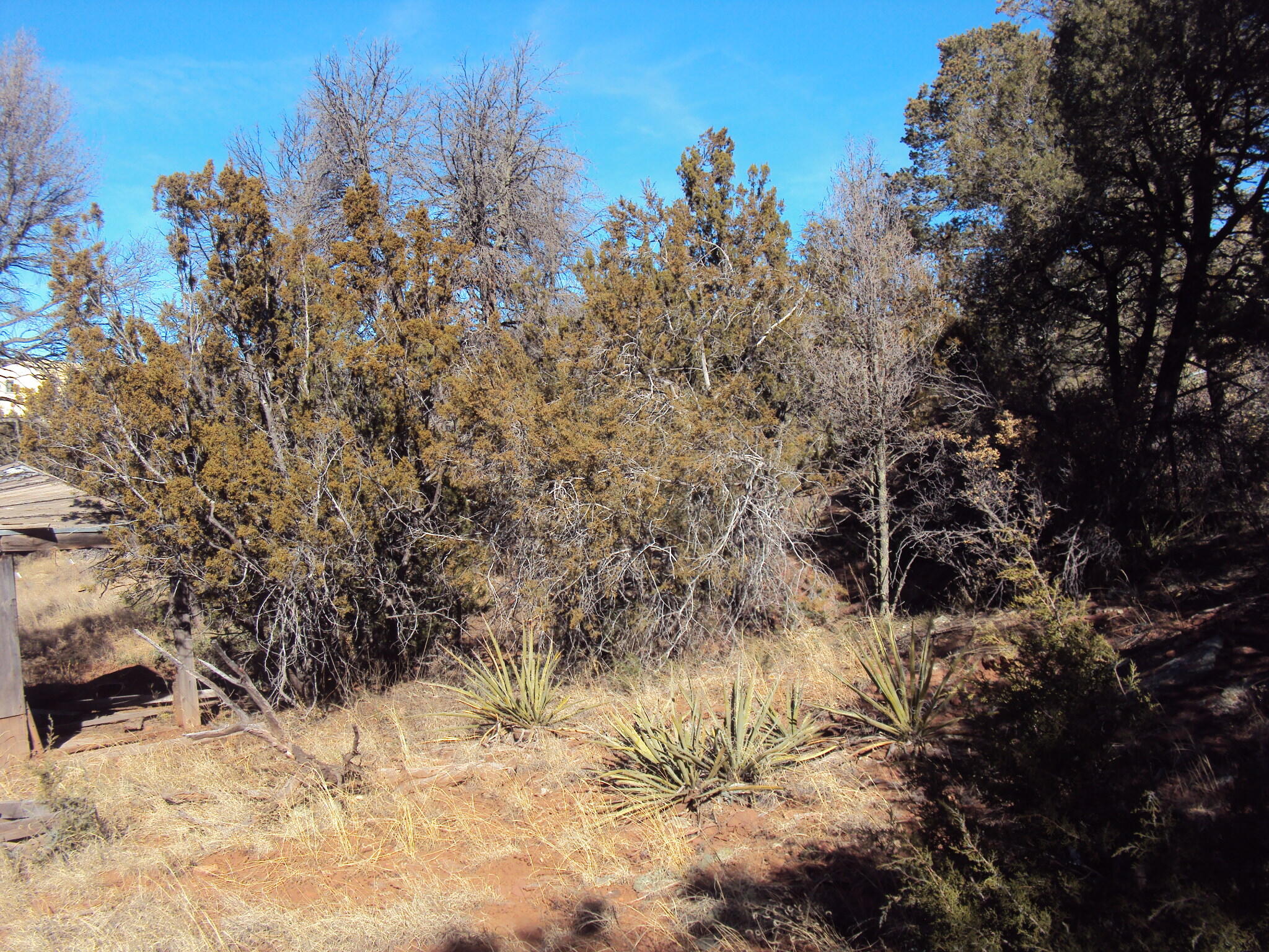 9 Sharp Road, Sandia Park, New Mexico image 5