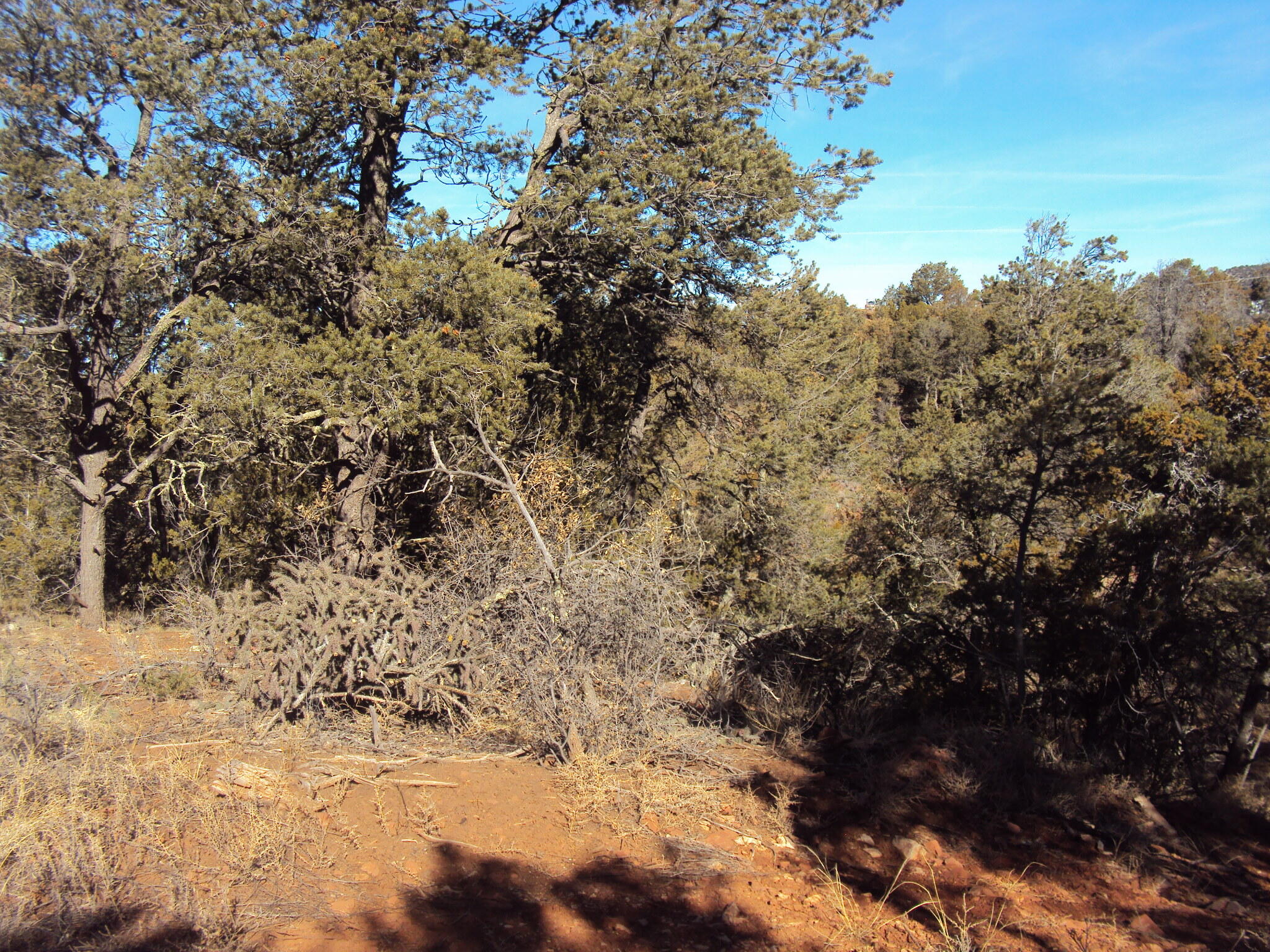 9 Sharp Road, Sandia Park, New Mexico image 6