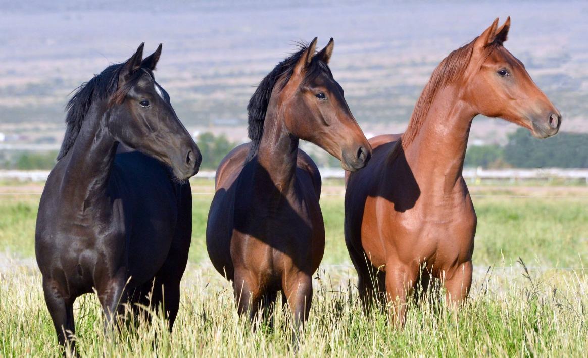 742 NM-408 Pembroke Farm,Polvadera