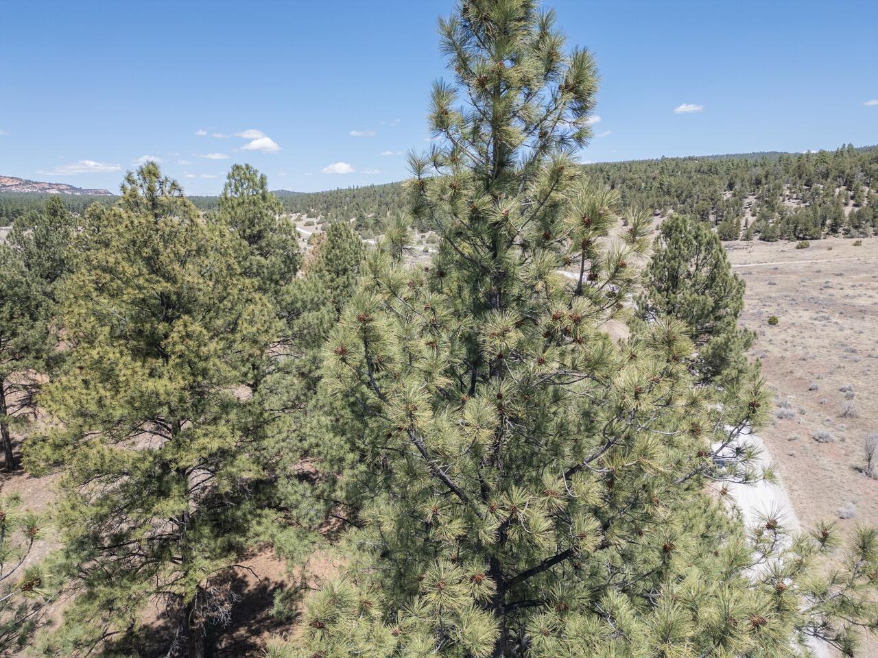 33 Sagebrush Road, Ramah, New Mexico image 22