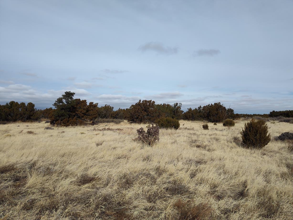 Seventh Street, Mountainair, New Mexico image 7