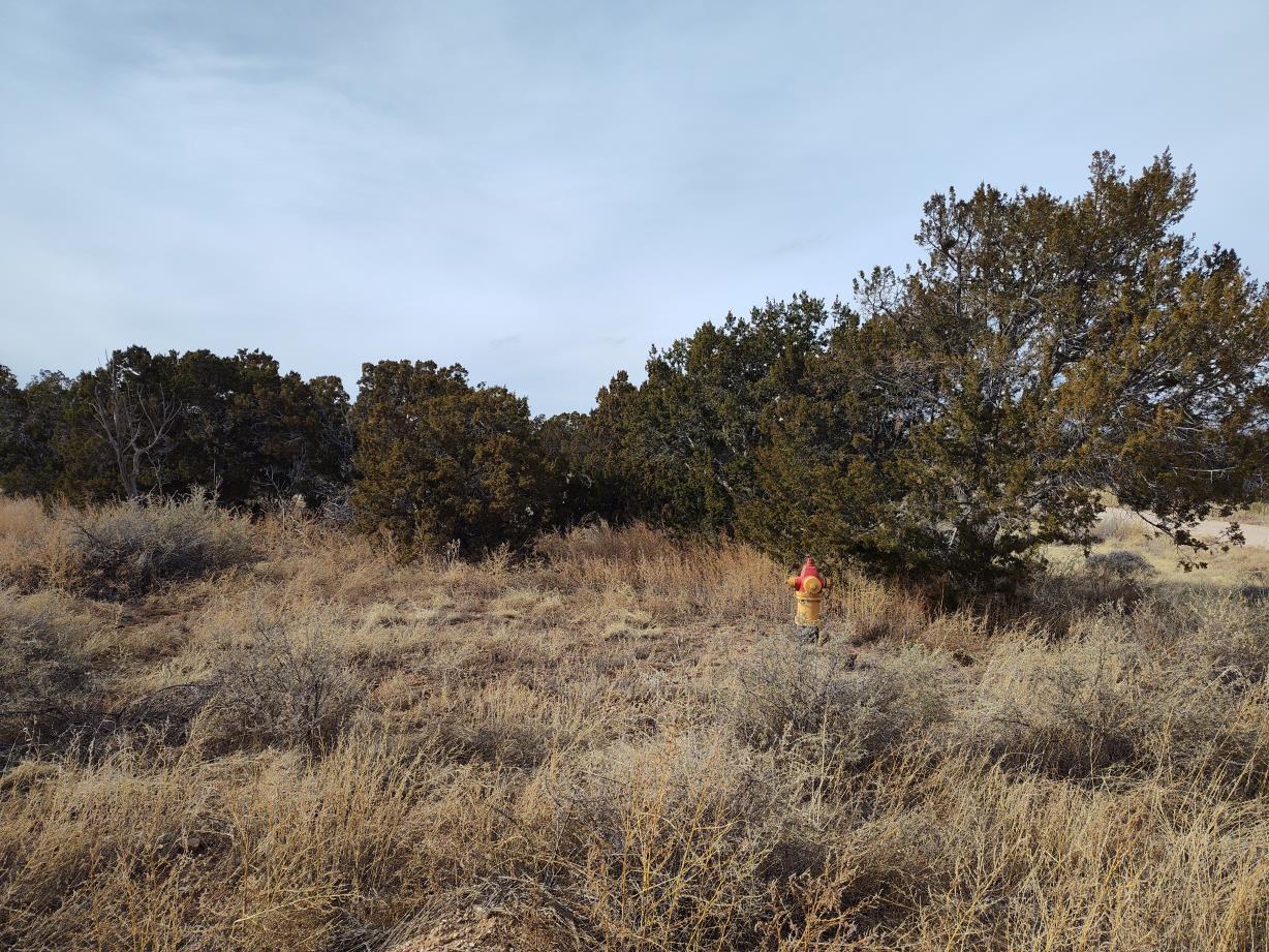 Seventh Street, Mountainair, New Mexico image 4