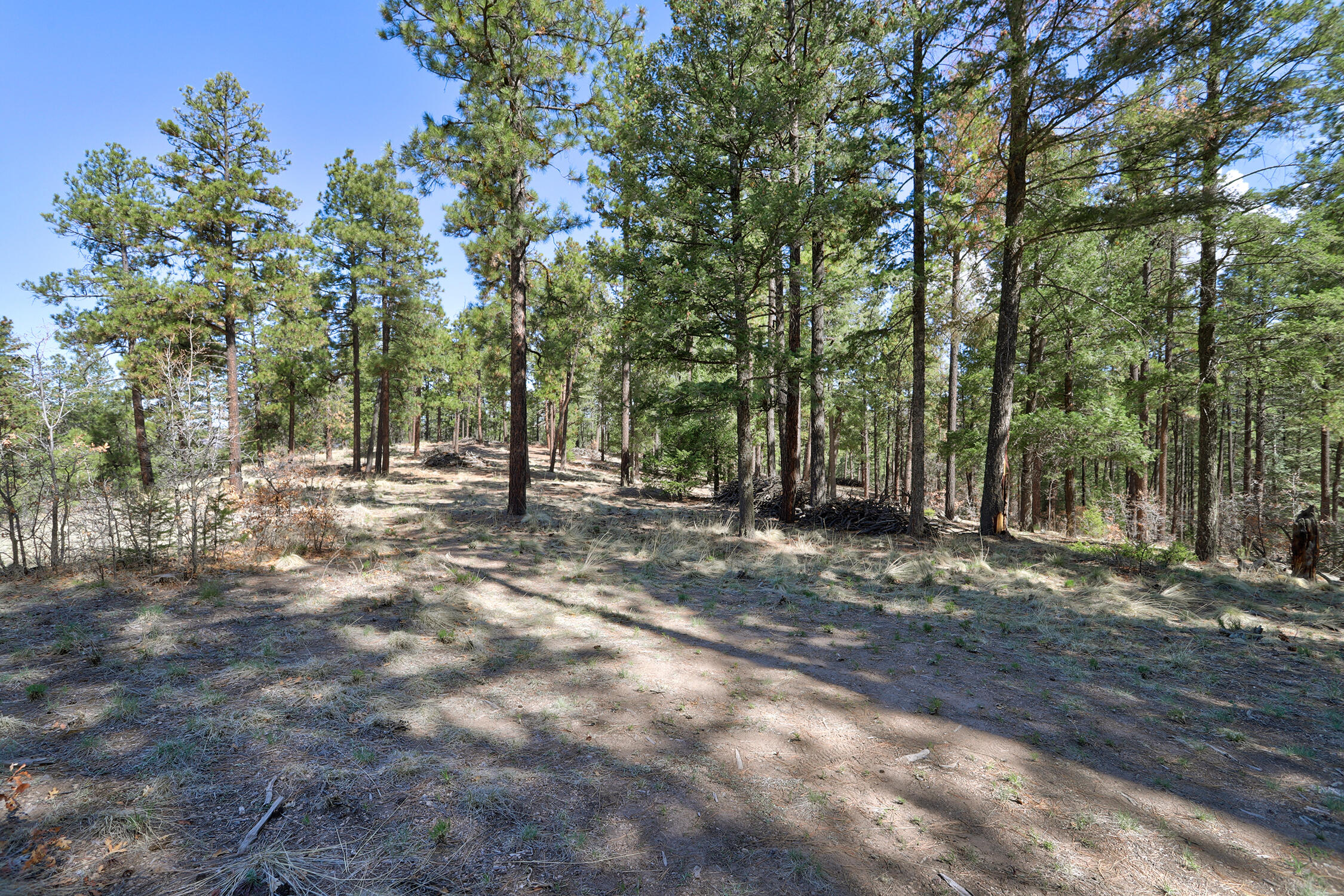 Lands Of Hotchkiss Lot B Nf 10, Jemez Springs, New Mexico image 11