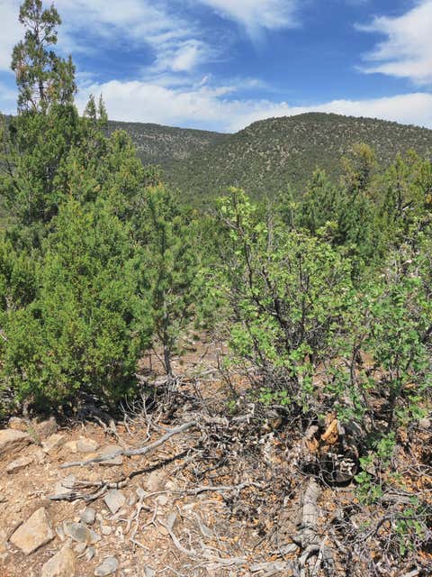Vacant Land For Sale - Skyline Lot 14 Place<br/> Sandia Park, NM 87047
