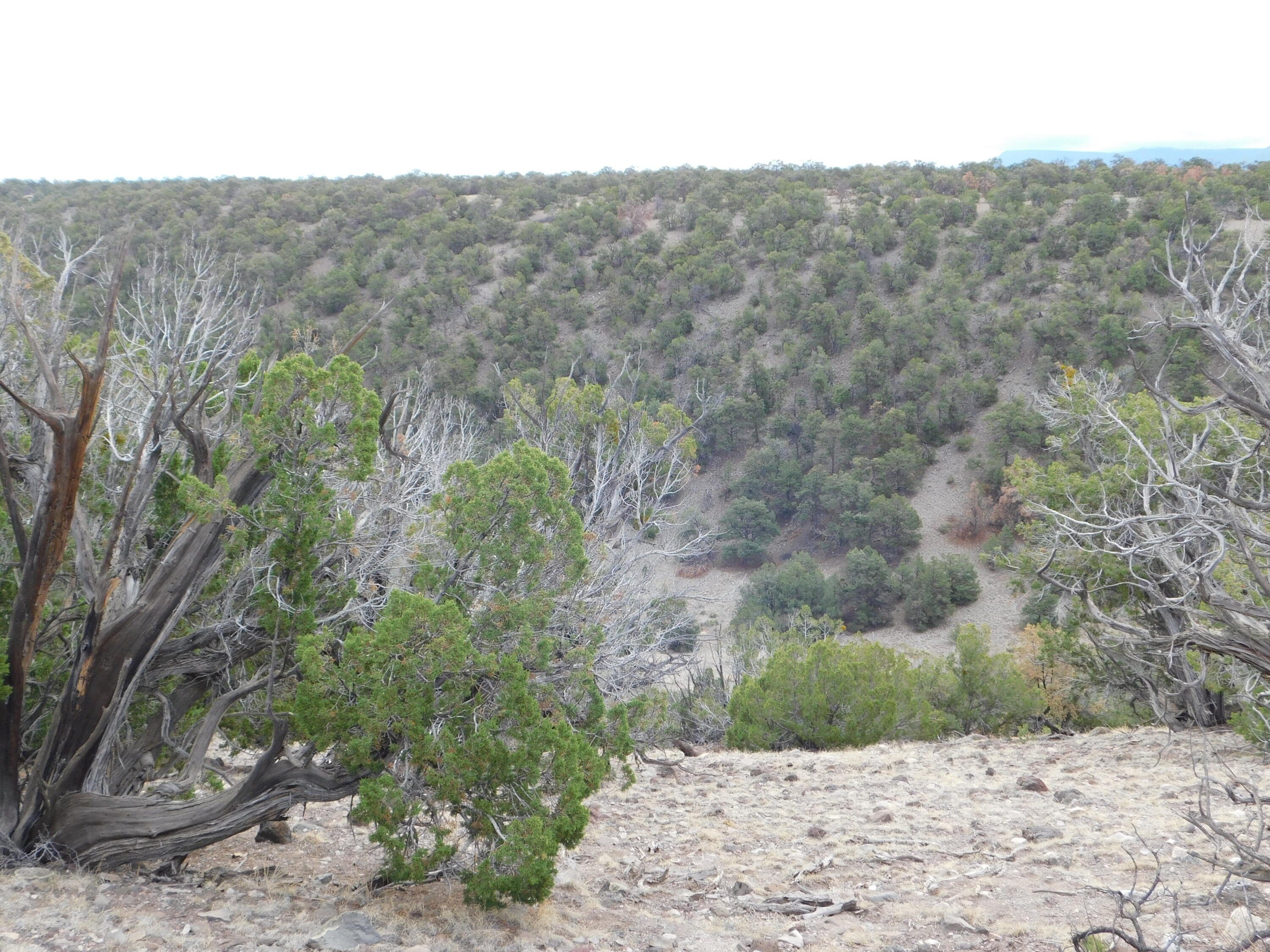 Lot 139 Agua Fria Loop Loop, Quemado, New Mexico image 4