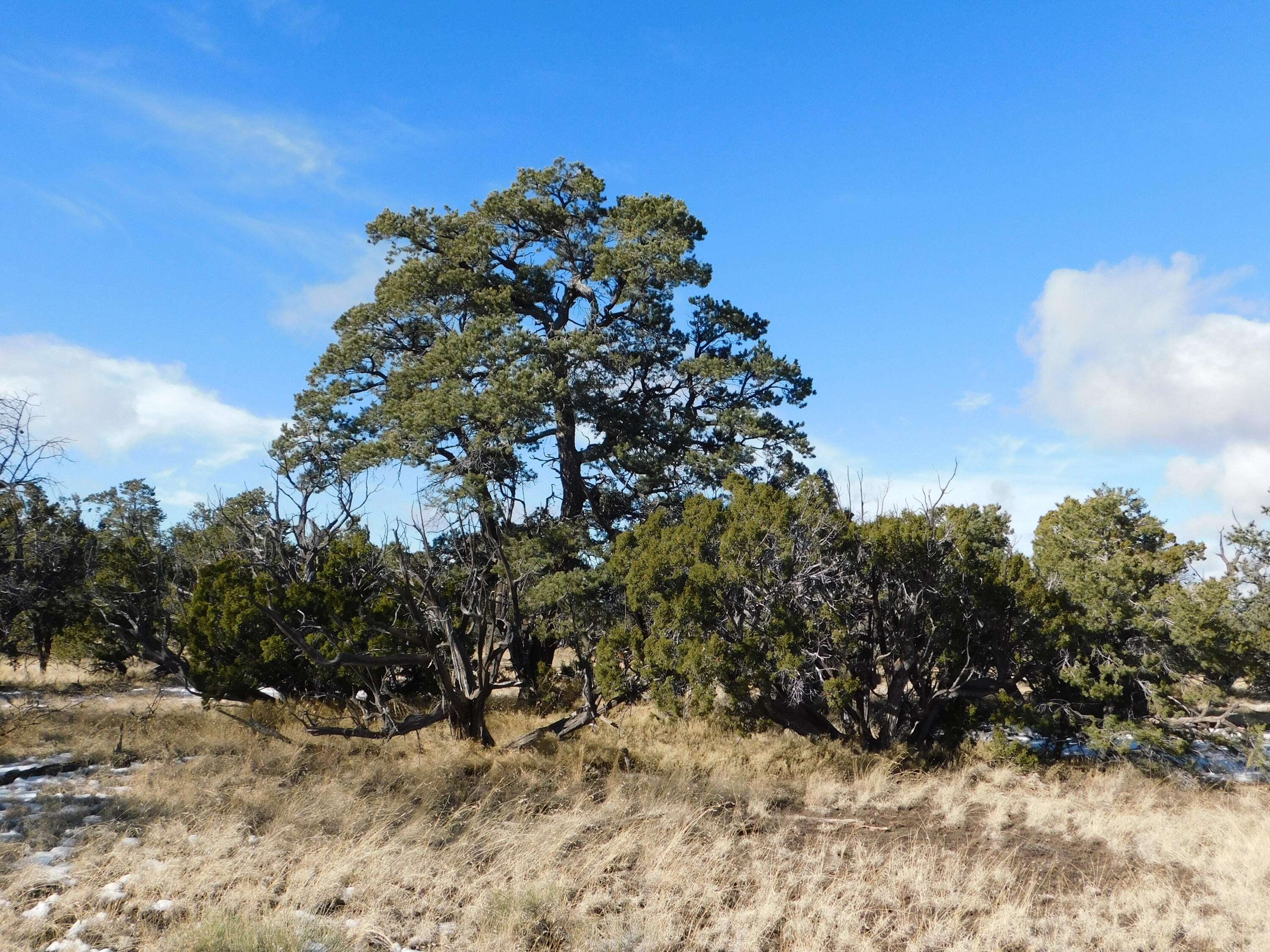 Lot 139 Agua Fria Loop Loop, Quemado, New Mexico image 15