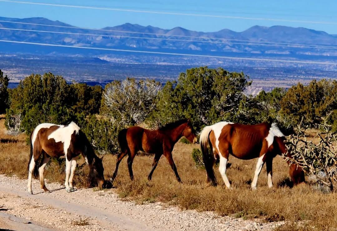 35 Mustang Road, Placitas, New Mexico image 3