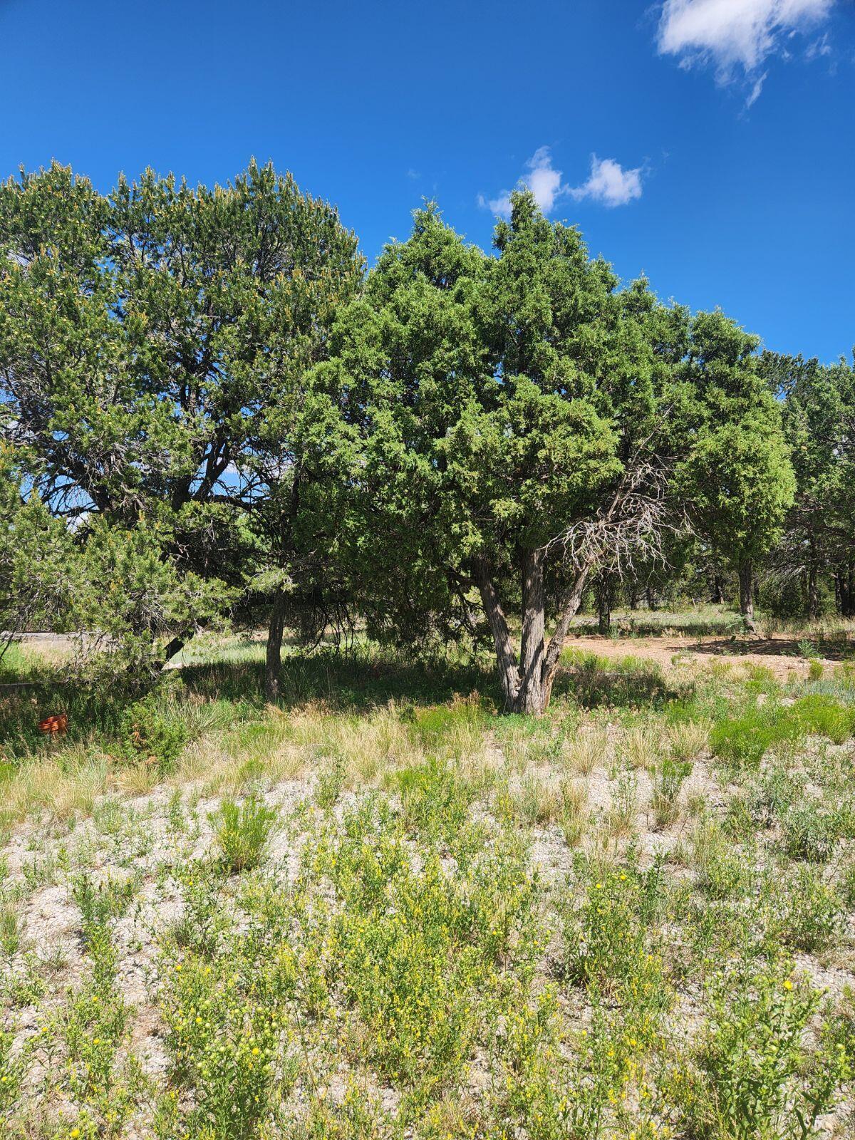 57 Ballinger Ranch Road, Edgewood, New Mexico image 1