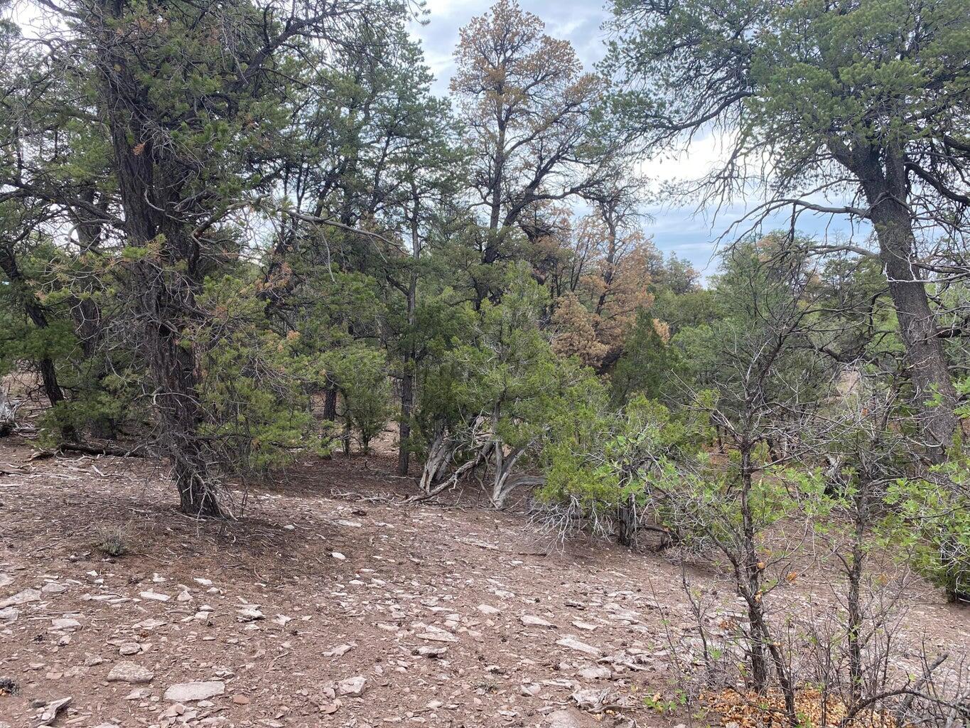 Lot 23 Sunflower Drive, Ramah, New Mexico image 32