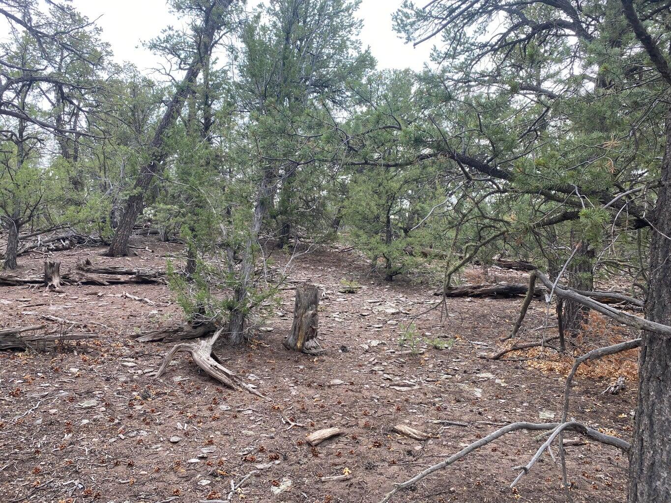 Lot 23 Sunflower Drive, Ramah, New Mexico image 30