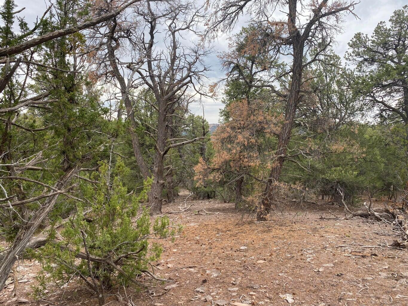 Lot 23 Sunflower Drive, Ramah, New Mexico image 33