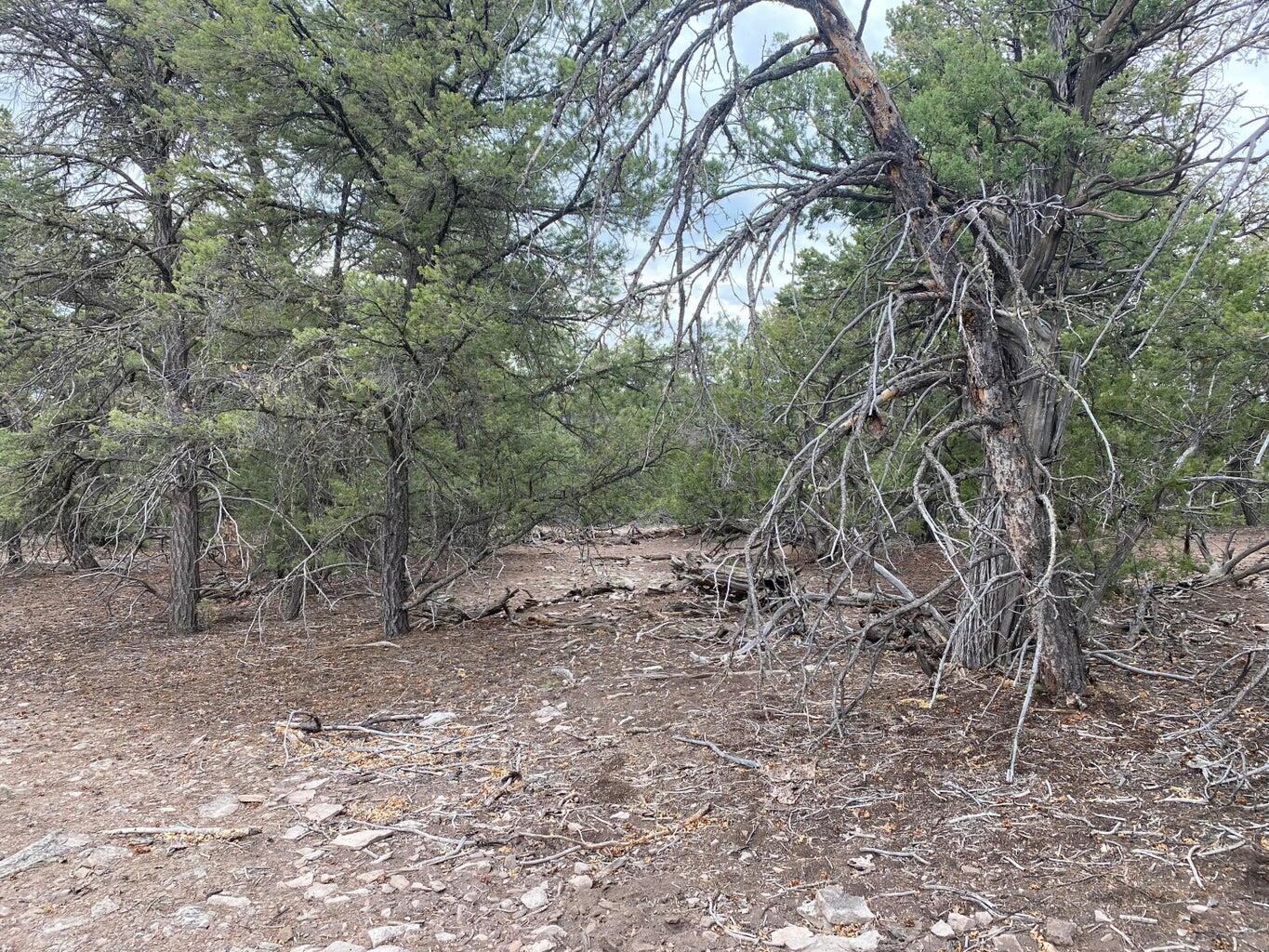 Lot 23 Sunflower Drive, Ramah, New Mexico image 49