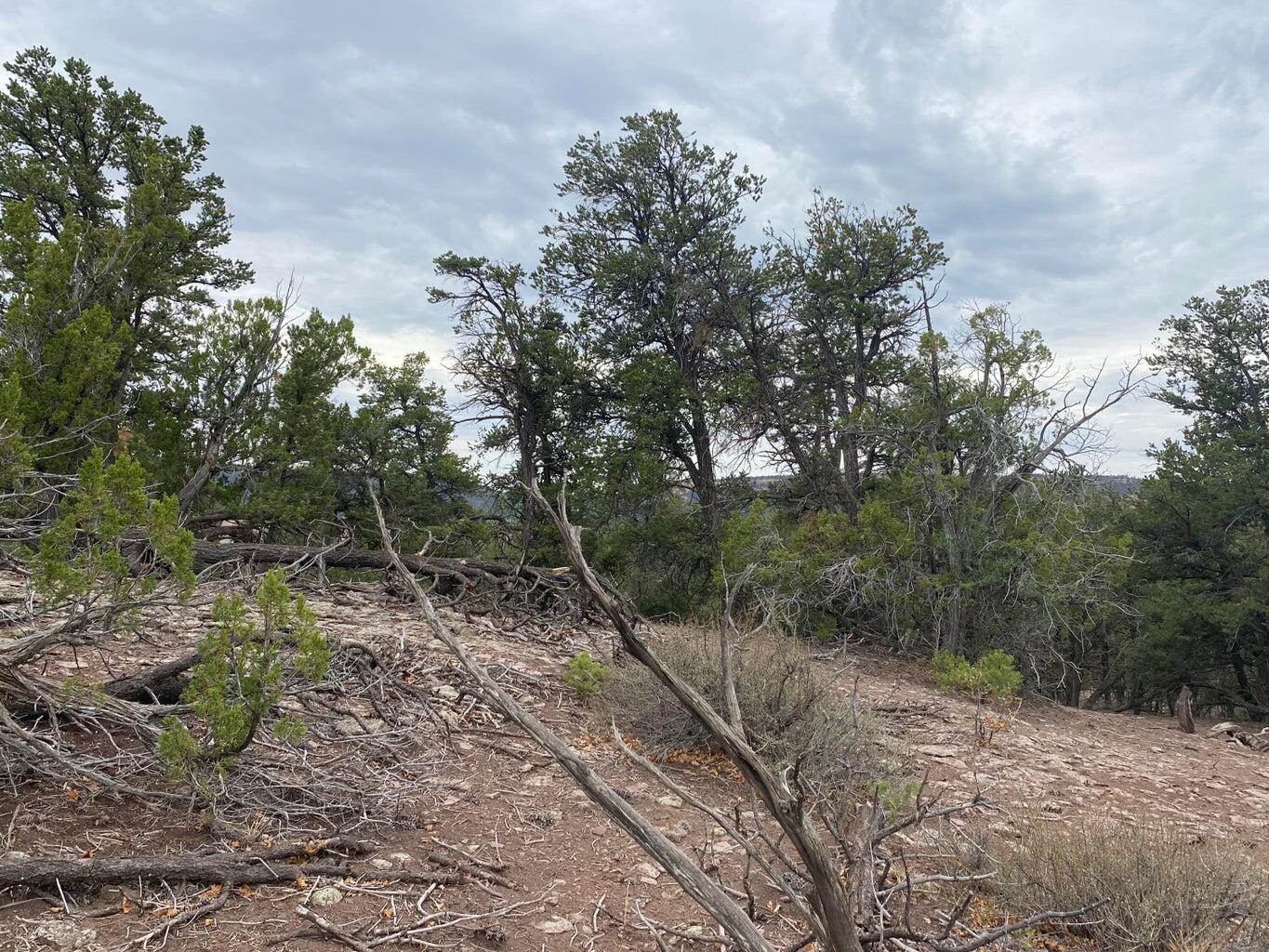 Lot 23 Sunflower Drive, Ramah, New Mexico image 41