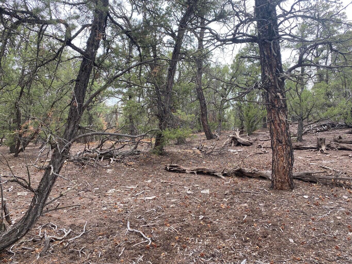 Lot 23 Sunflower Drive, Ramah, New Mexico image 31