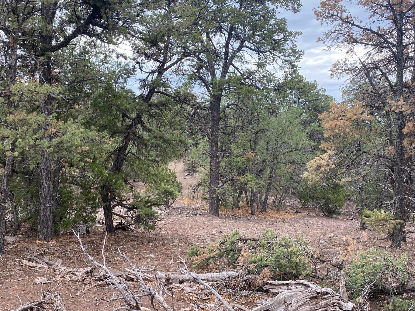 Lot 23 Sunflower Drive, Ramah, New Mexico image 37