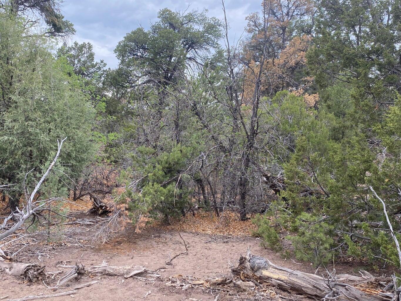 Lot 23 Sunflower Drive, Ramah, New Mexico image 26