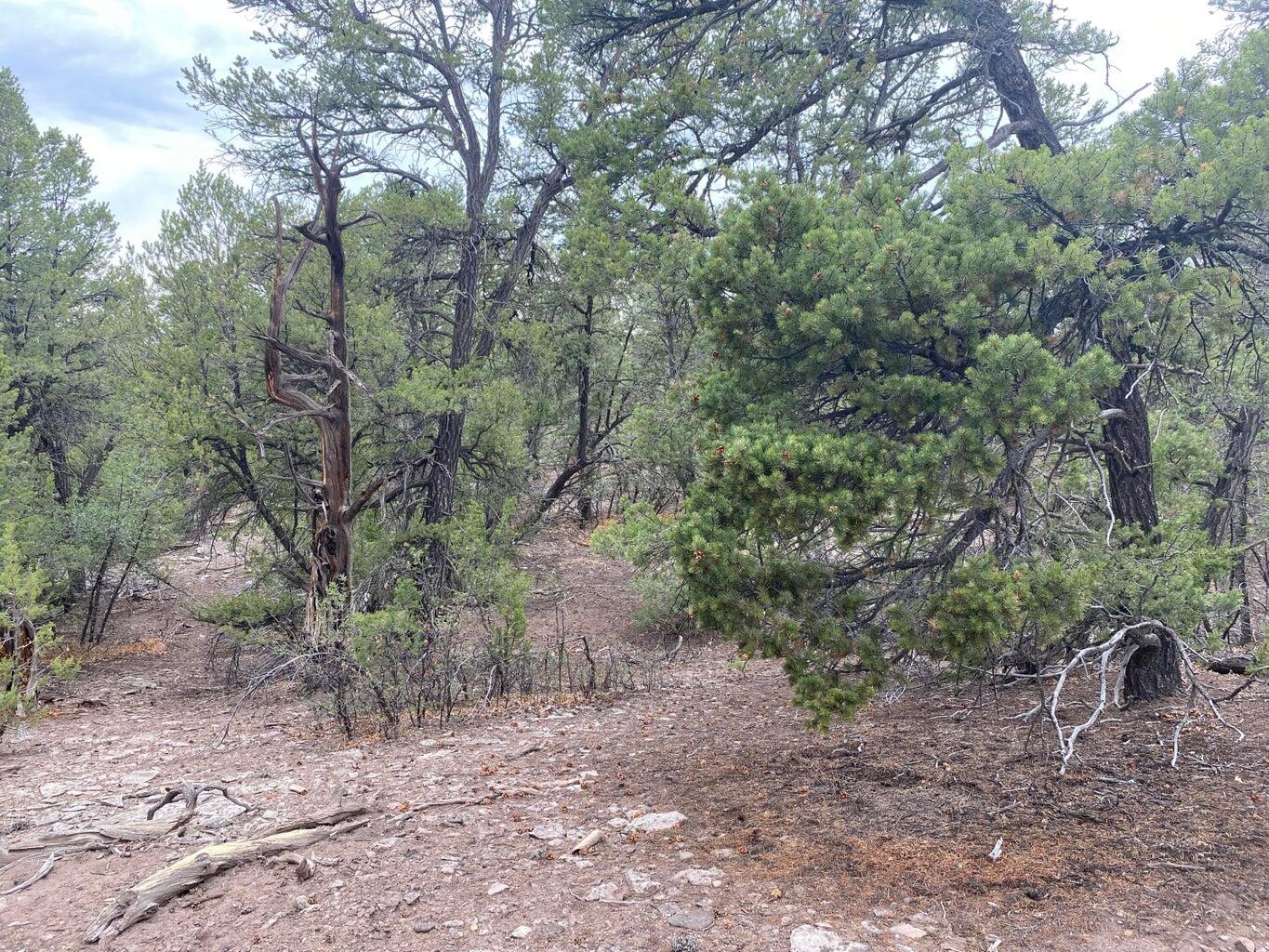 Lot 23 Sunflower Drive, Ramah, New Mexico image 28