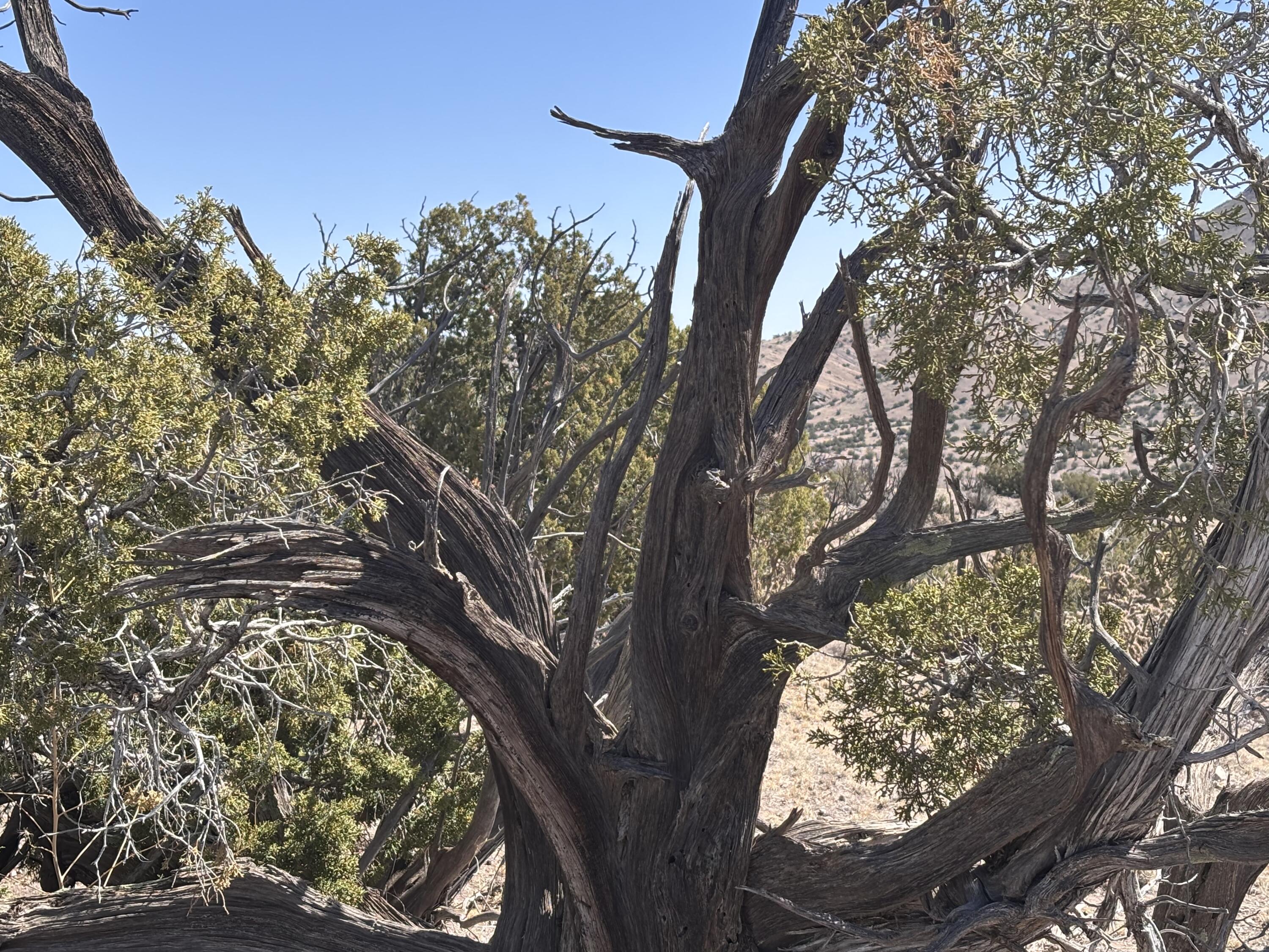 Lot 126, Magdalena, New Mexico image 12