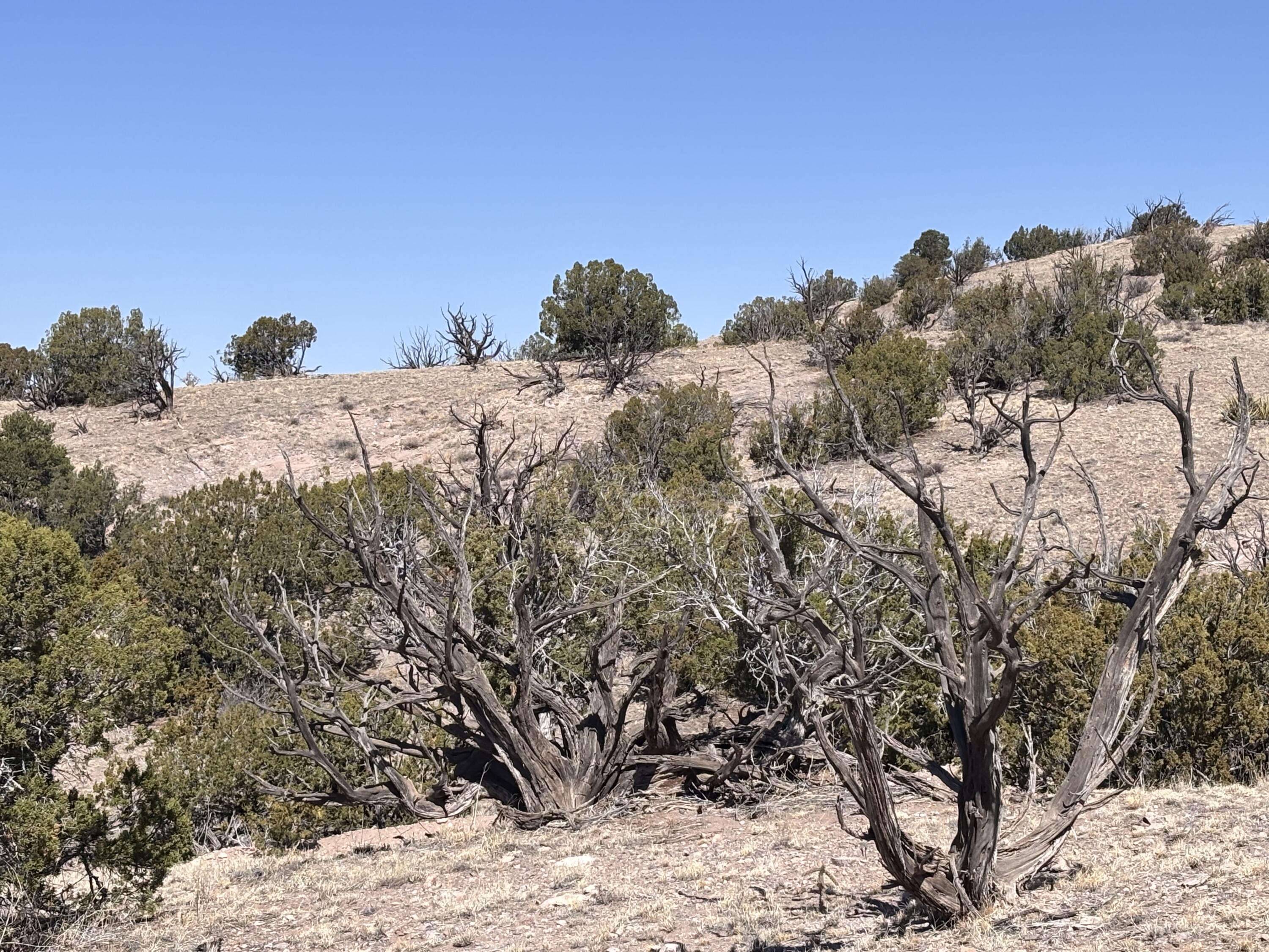 Lot 126, Magdalena, New Mexico image 5