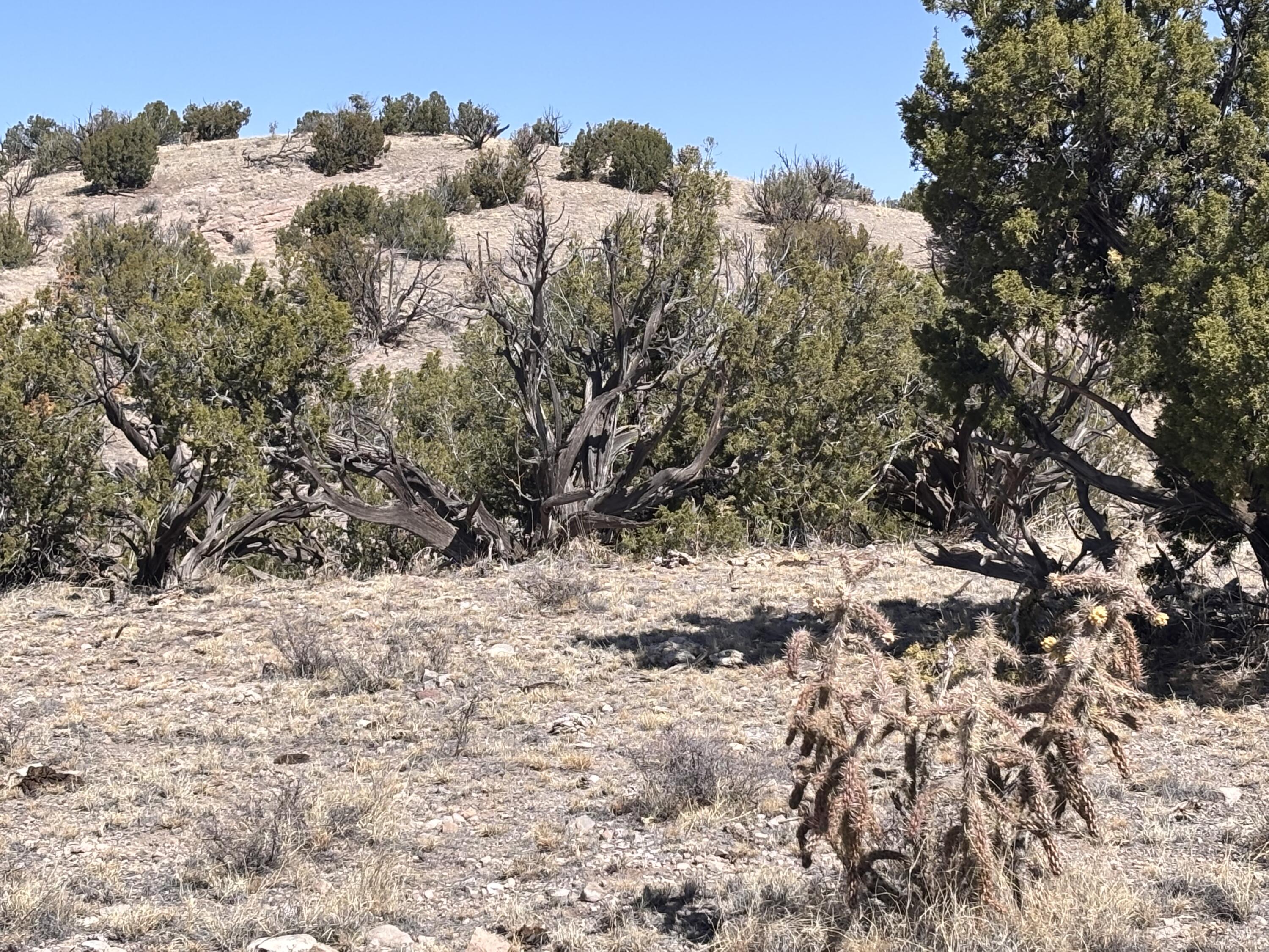 Lot 126, Magdalena, New Mexico image 6