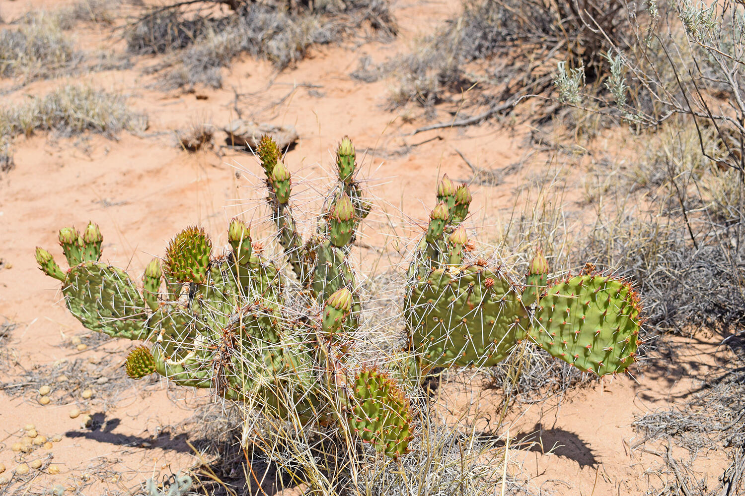 Lot 23 Rio Grande Estates #U, Belen, New Mexico image 12