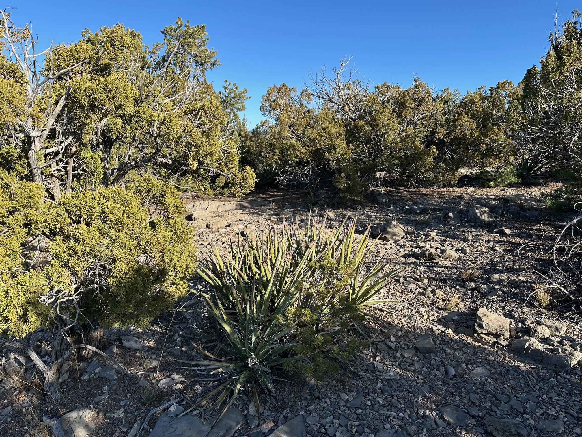 26 La Cantera, Sandia Park, New Mexico image 13