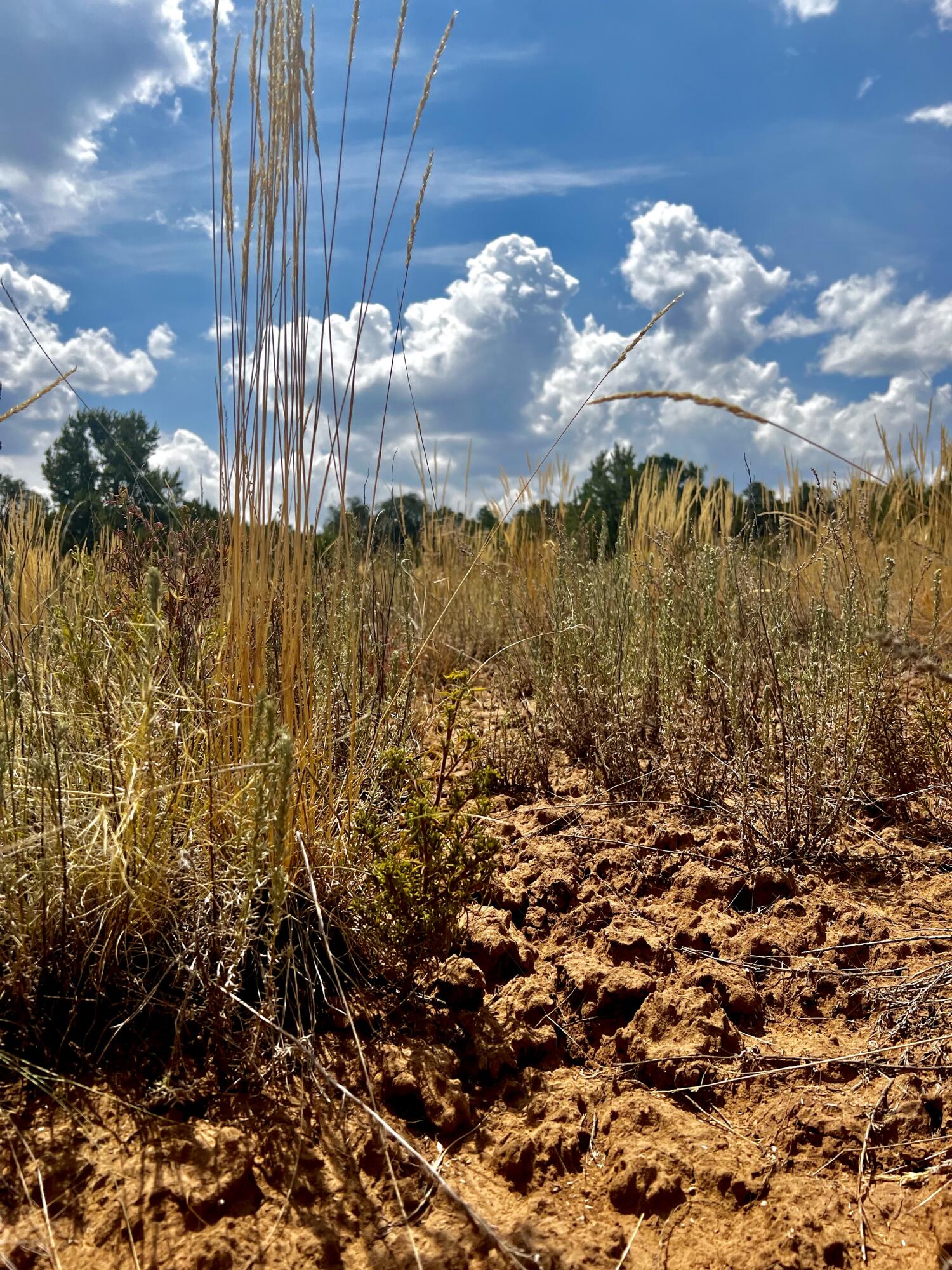 6 Wildcat Court, Tijeras, New Mexico image 9