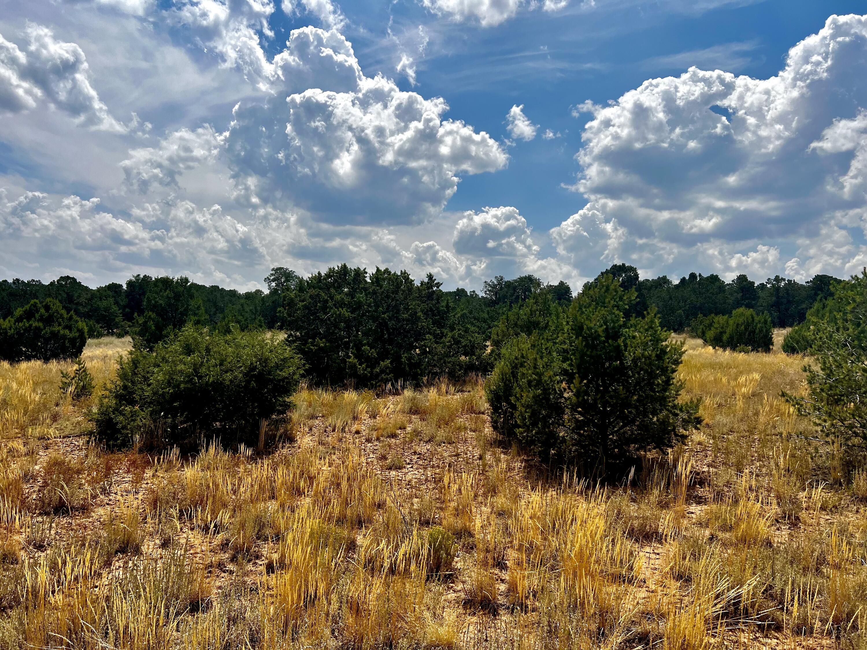 6 Wildcat Court, Tijeras, New Mexico image 10