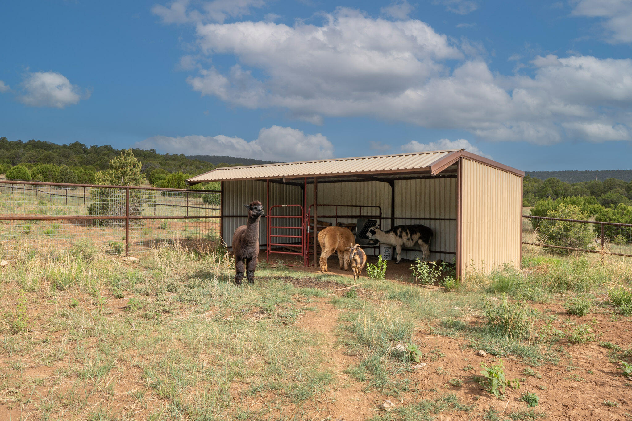 189 Brannan Road, Tijeras, New Mexico image 10