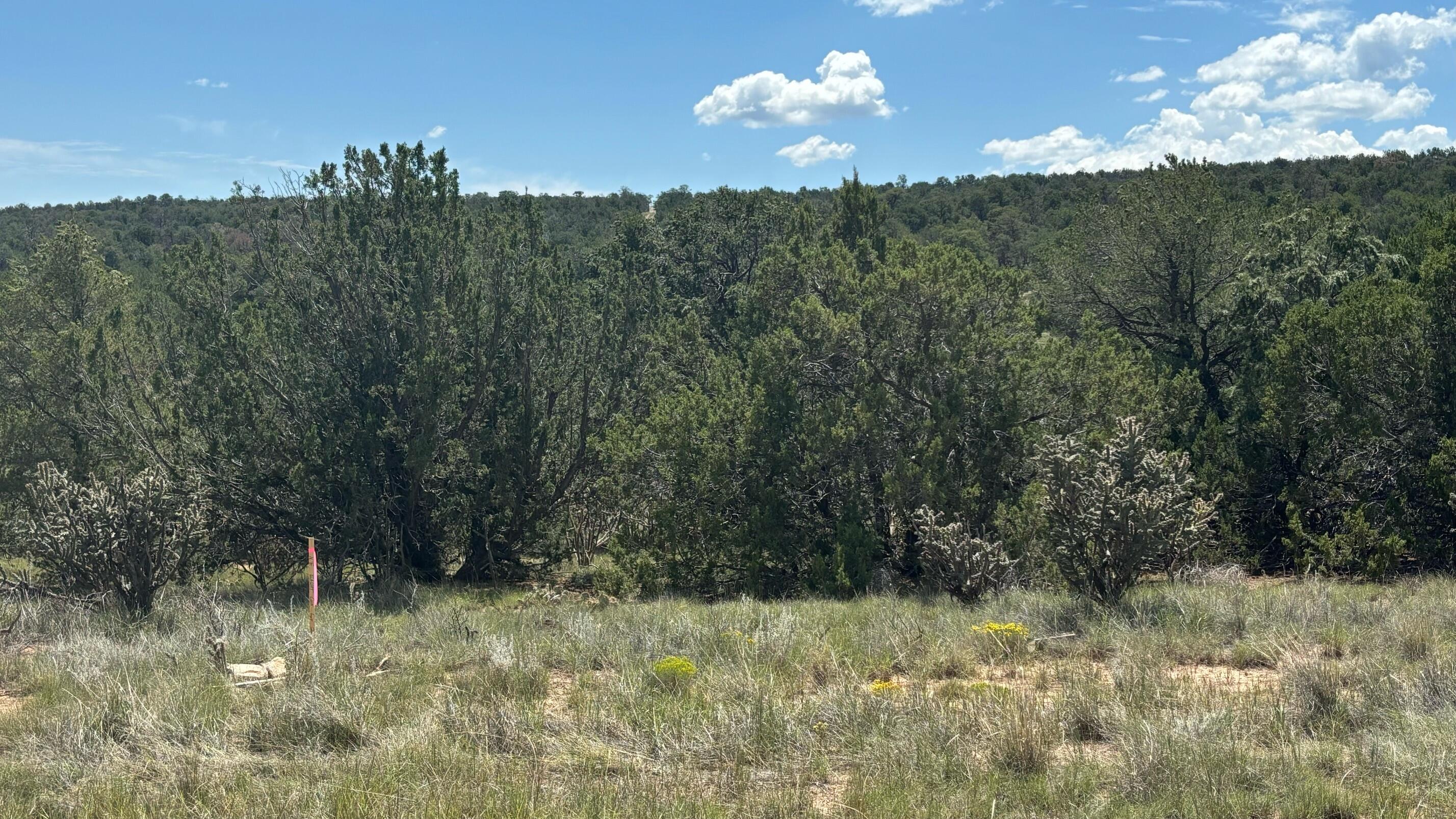 226 Nugent Road, Edgewood, New Mexico image 6