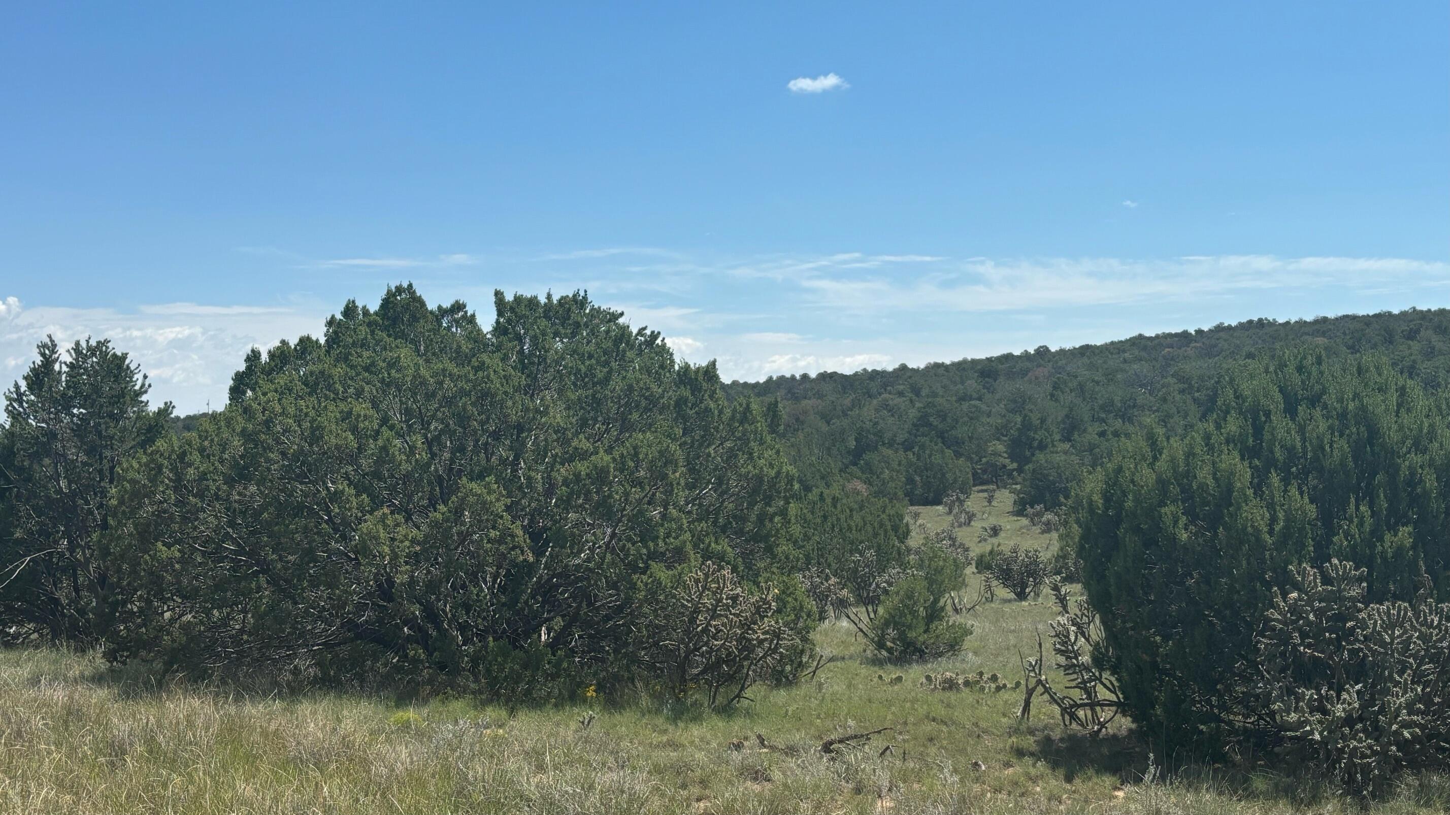 226 Nugent Road, Edgewood, New Mexico image 11
