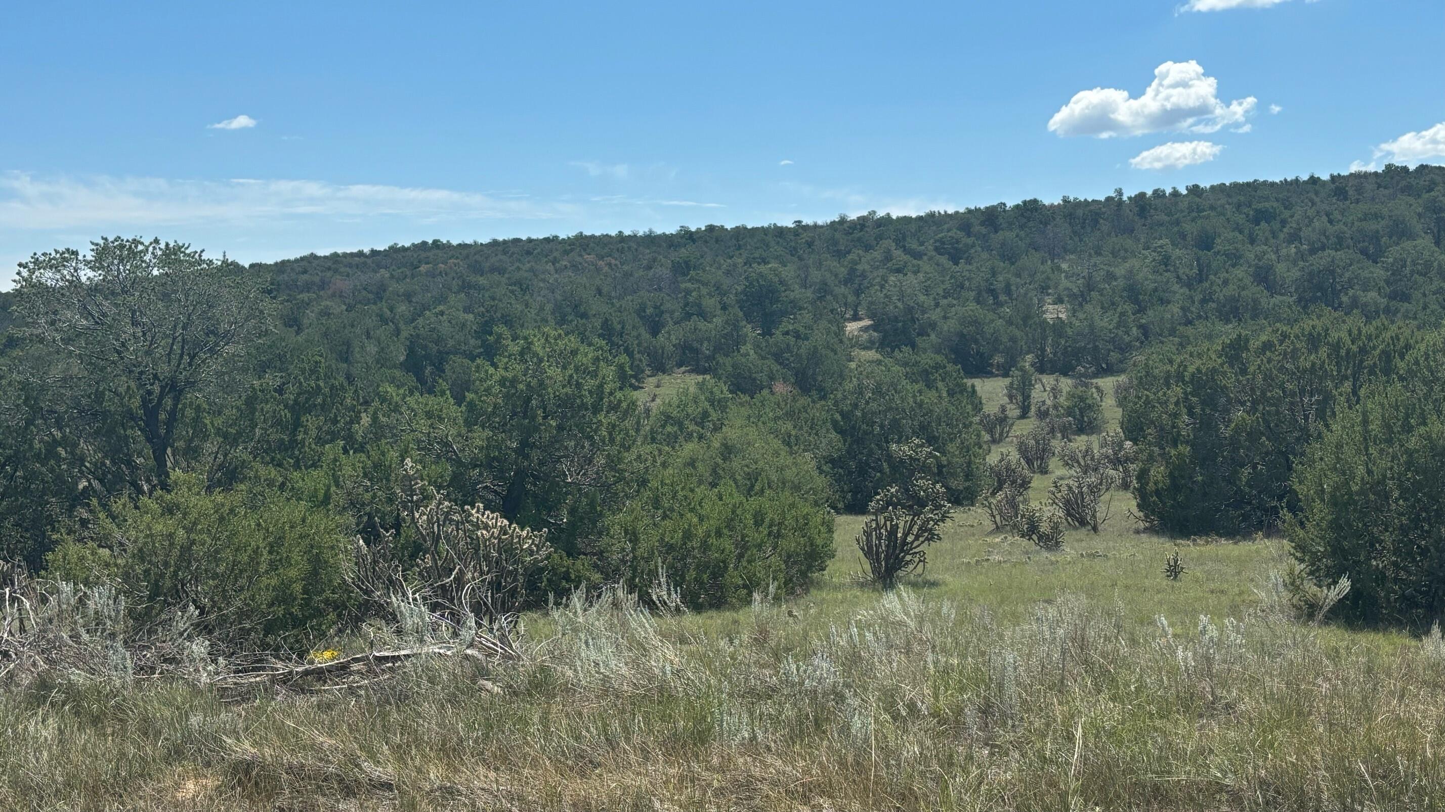 226 Nugent Road, Edgewood, New Mexico image 8